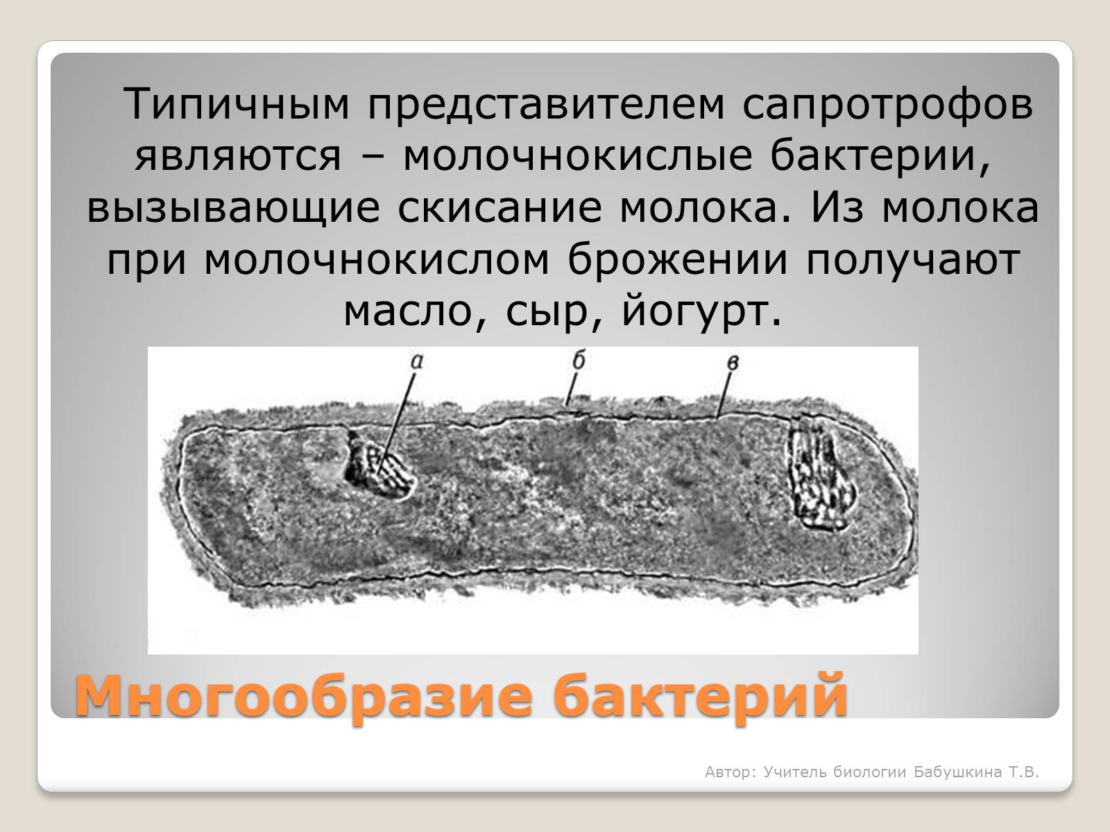 Презентація на тему «Царство Бактерии» - Слайд #21 Презентація на тему «Царство Бактерии» - Слайд #21