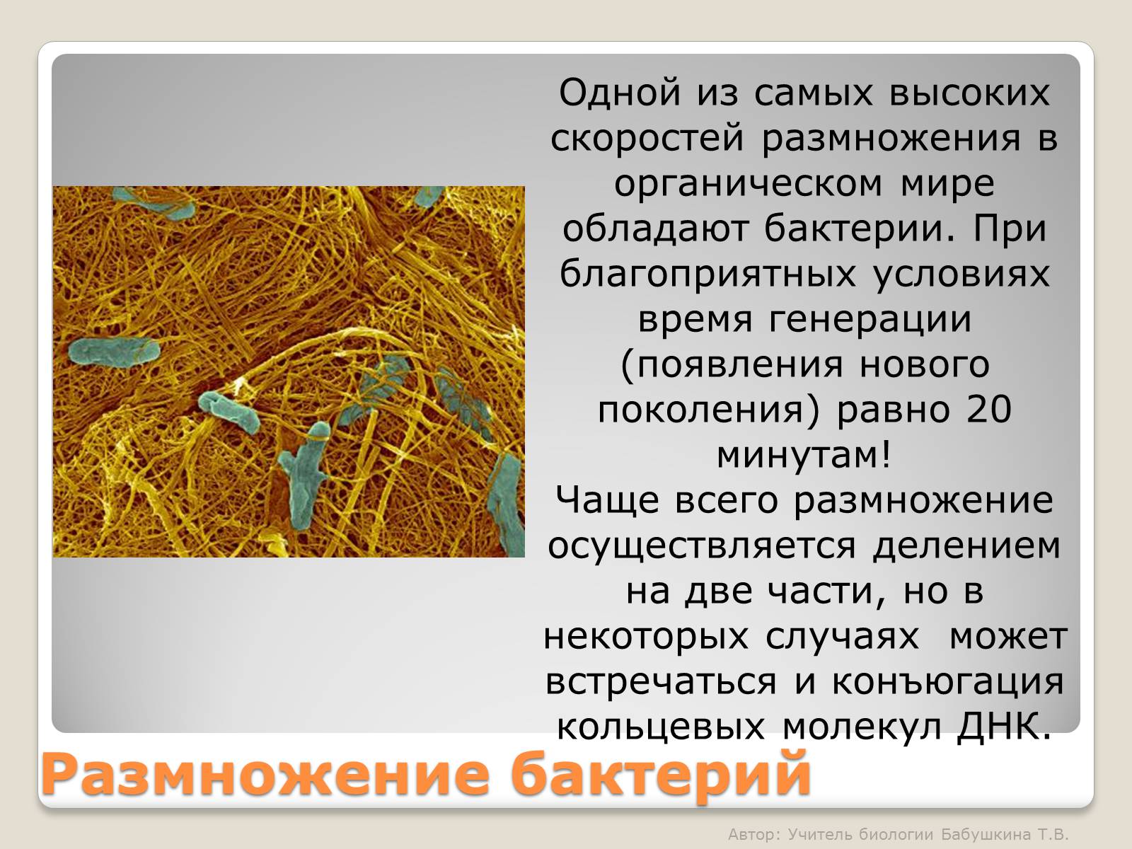 Презентація на тему «Царство Бактерии» - Слайд #23 Презентація на тему «Царство Бактерии» - Слайд #23