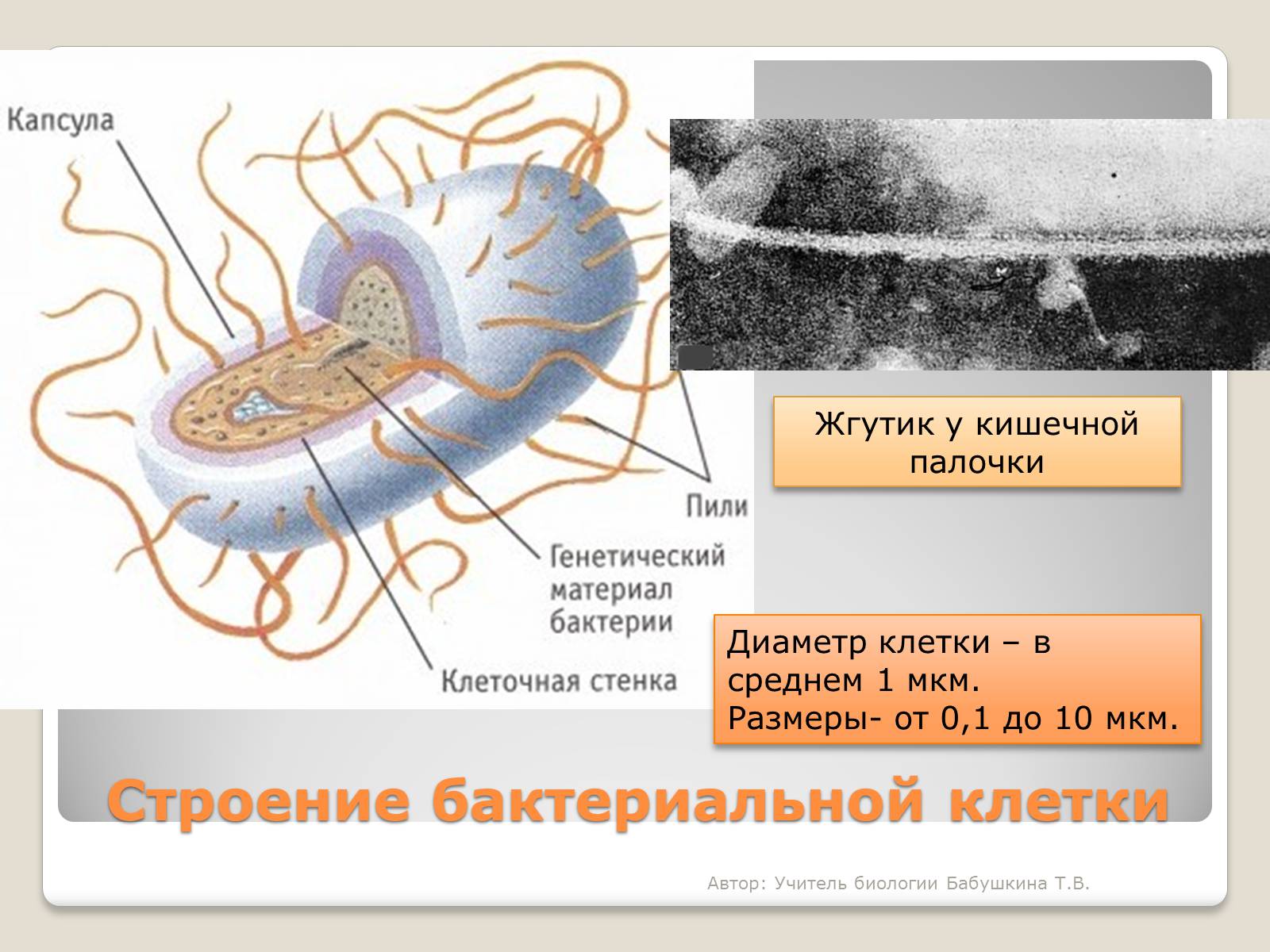 Презентація на тему «Царство Бактерии» - Слайд #3 Презентація на тему «Царство Бактерии» - Слайд #3