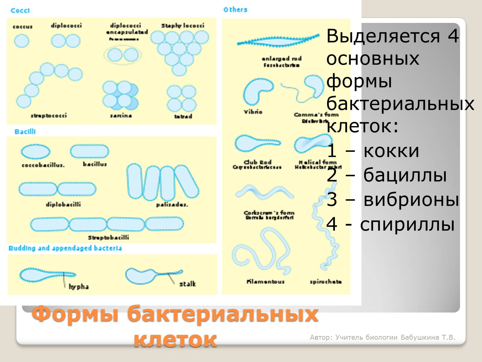 Презентація на тему «Царство Бактерии» - Слайд #7 Презентація на тему «Царство Бактерии» - Слайд #7