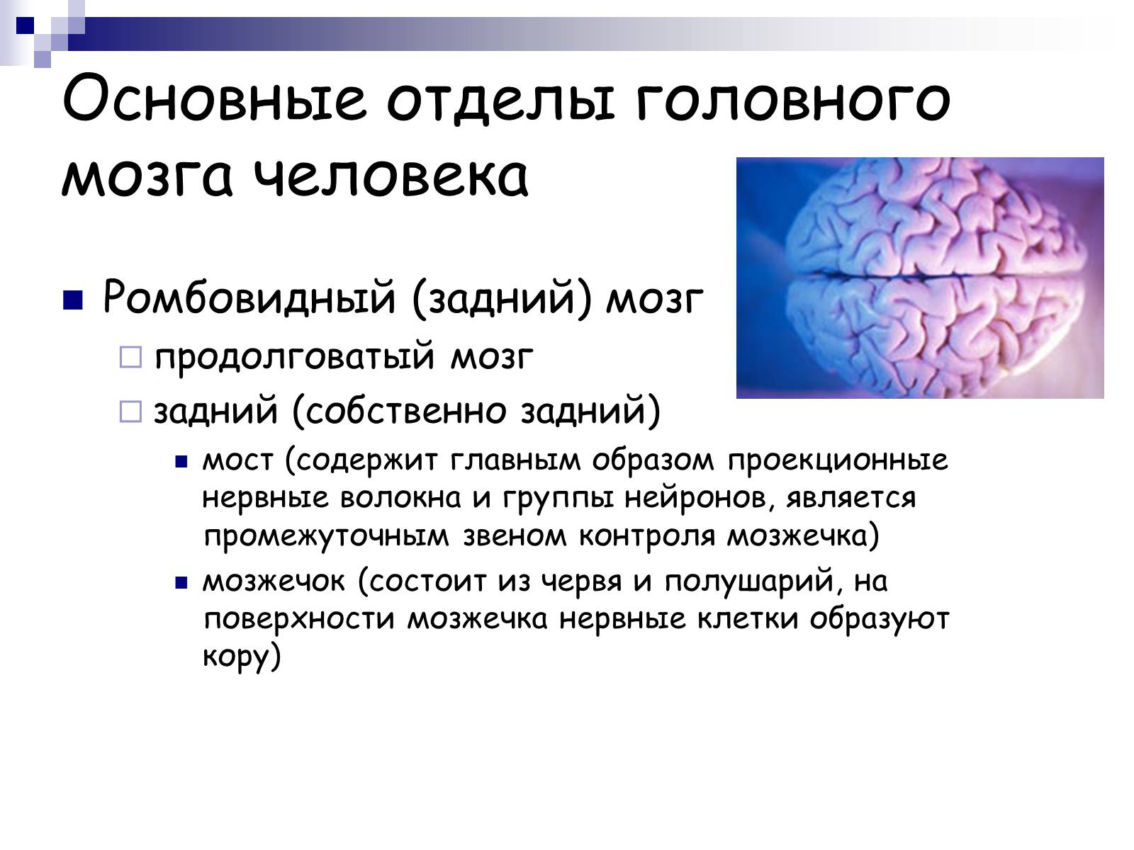 Презентація на тему «Человеский мозг» - Слайд #10 Презентація на тему «Человеский мозг» - Слайд #10