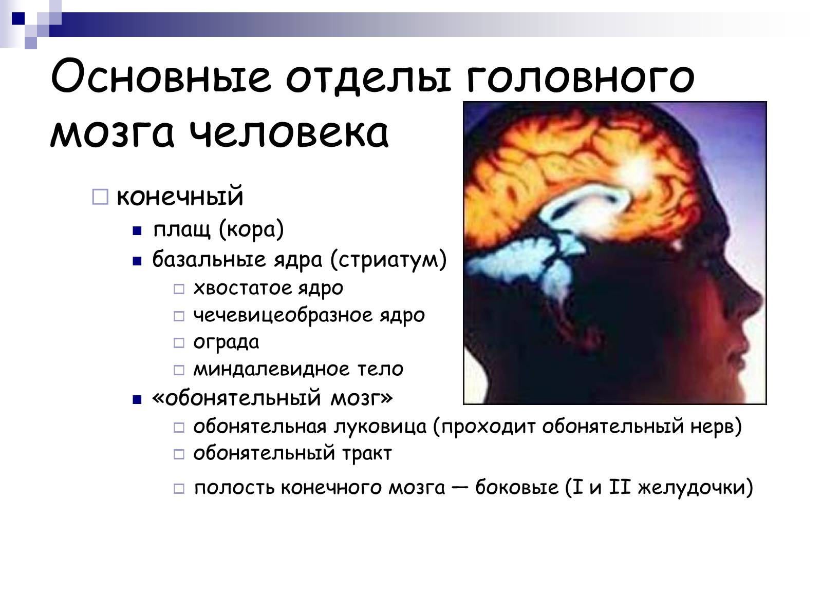 Презентація на тему «Человеский мозг» - Слайд #13 Презентація на тему «Человеский мозг» - Слайд #13