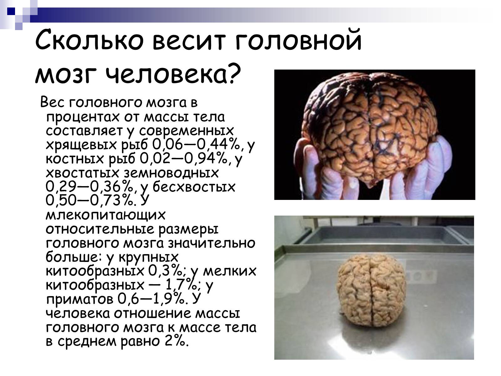 Презентація на тему «Человеский мозг» - Слайд #3 Презентація на тему «Человеский мозг» - Слайд #3
