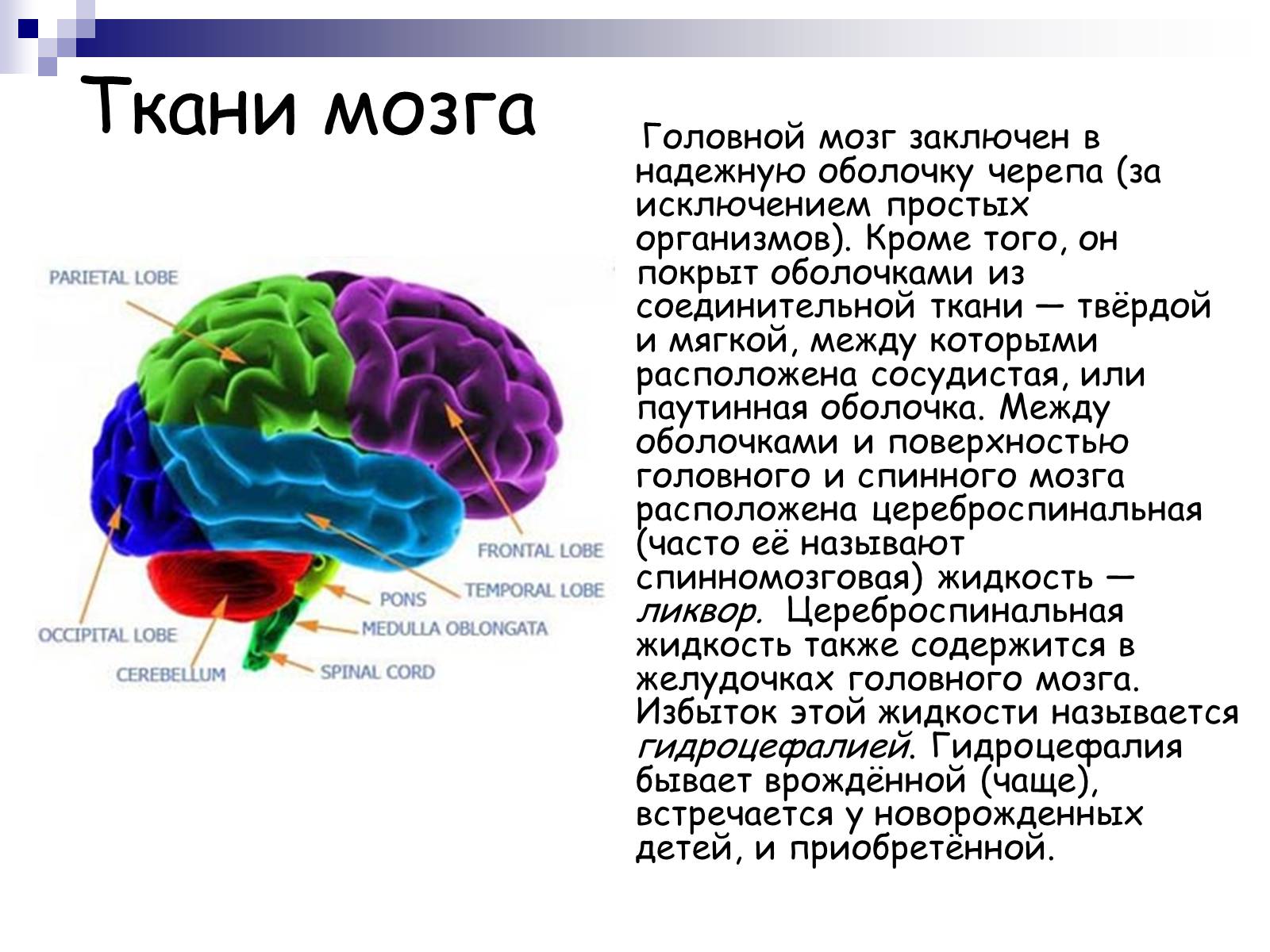 Презентація на тему «Человеский мозг» - Слайд #4 Презентація на тему «Человеский мозг» - Слайд #4