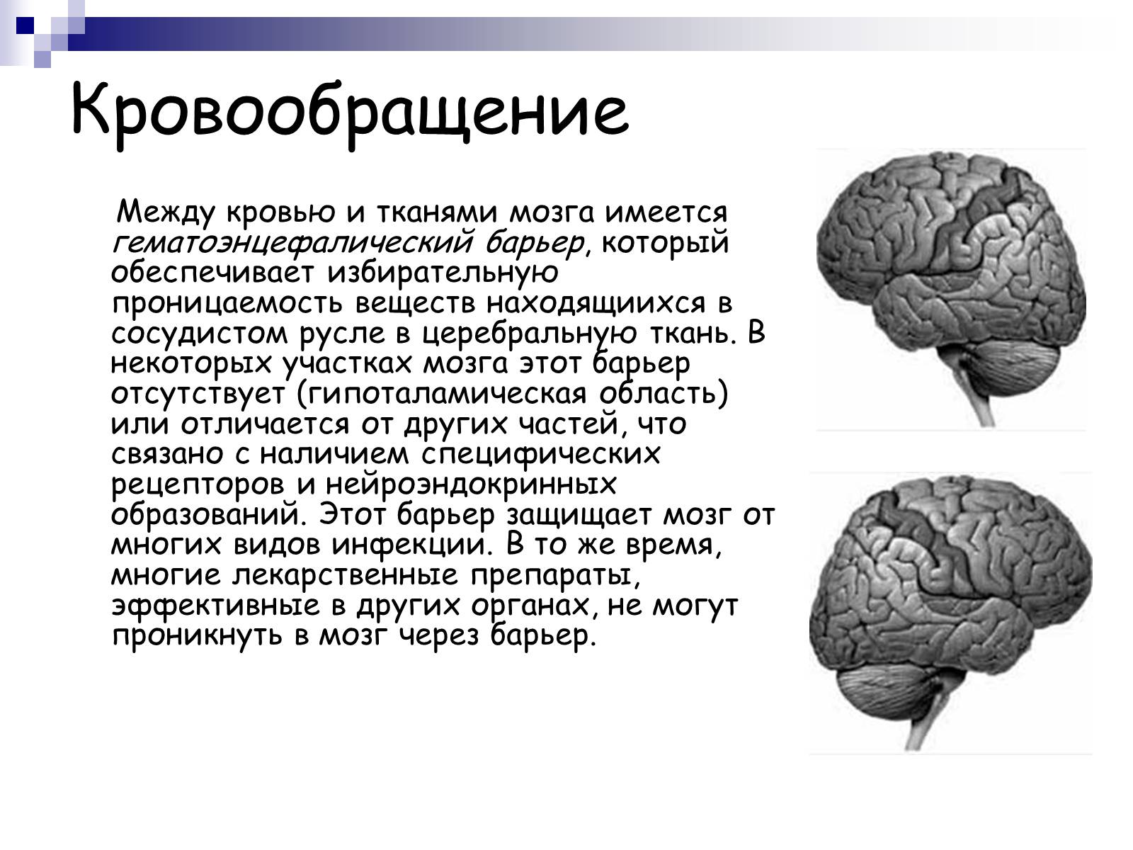 Презентація на тему «Человеский мозг» - Слайд #7 Презентація на тему «Человеский мозг» - Слайд #7