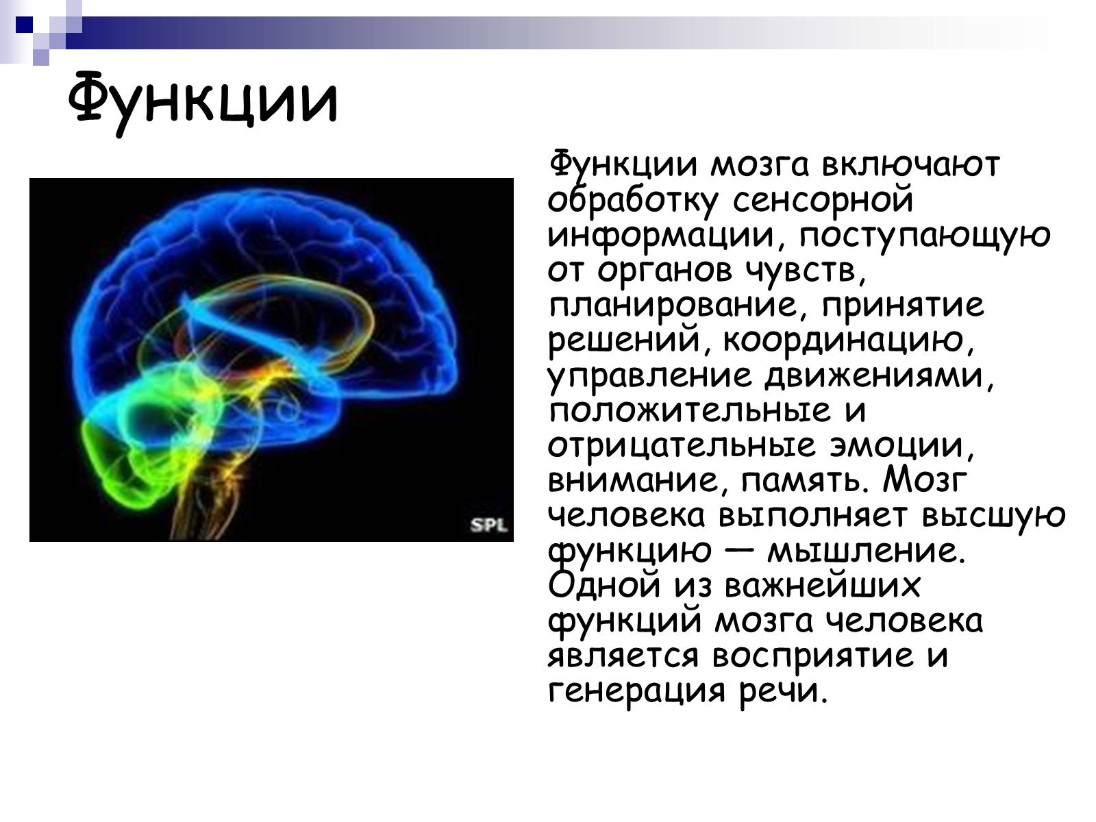 Презентація на тему «Человеский мозг» - Слайд #8 Презентація на тему «Человеский мозг» - Слайд #8