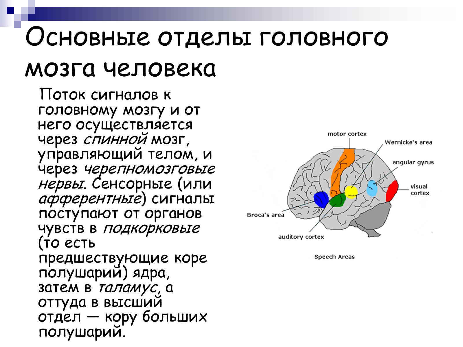 Презентація на тему «Человеский мозг» - Слайд #9 Презентація на тему «Человеский мозг» - Слайд #9