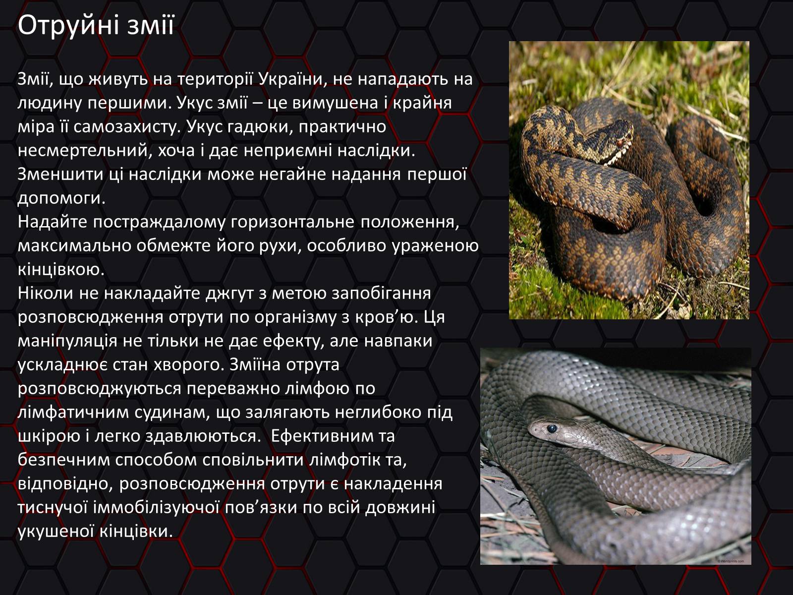Презентація на тему «Укуси. Сказ» - Слайд #11 Презентація на тему «Укуси. Сказ» - Слайд #11