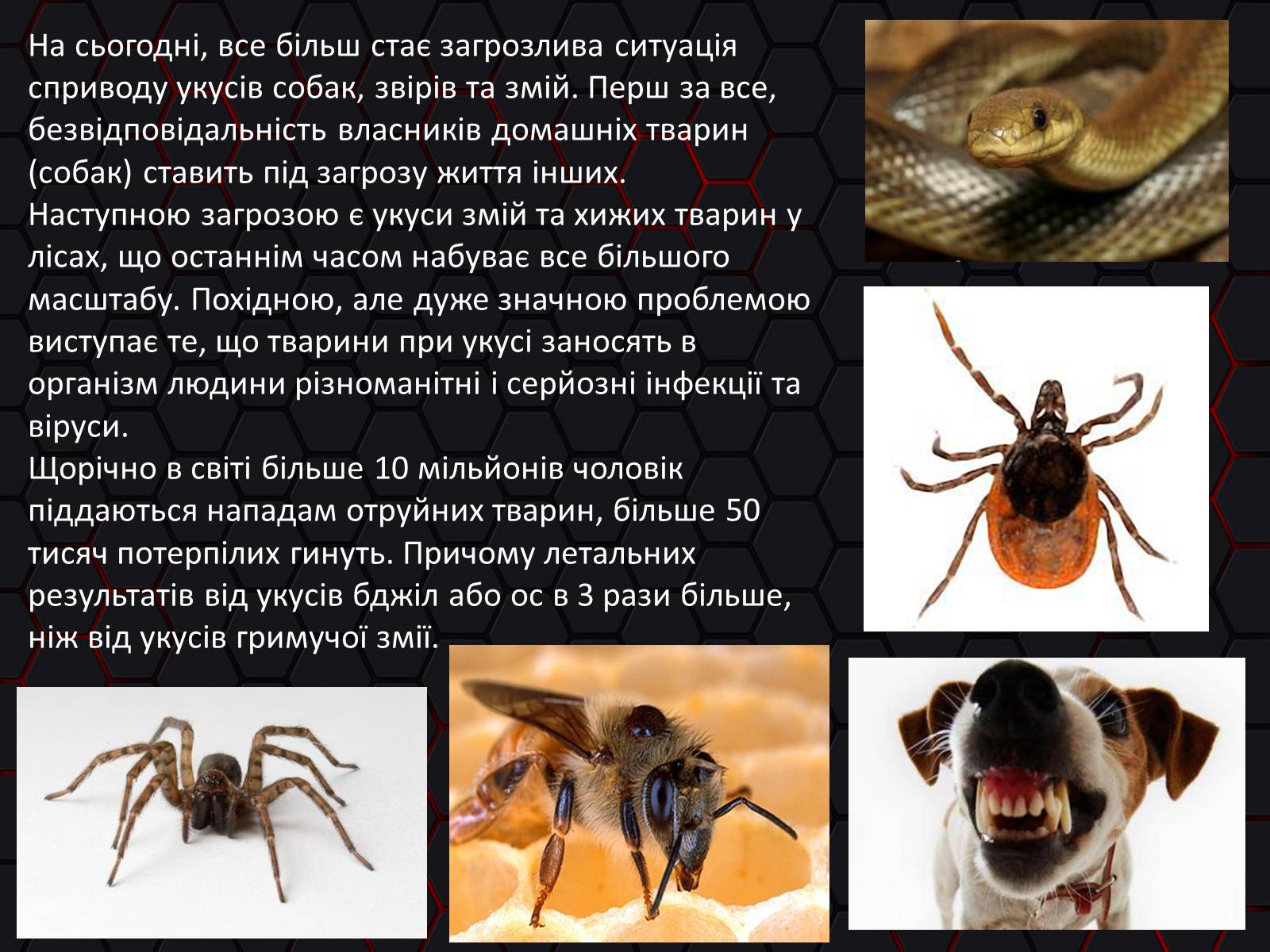Презентація на тему «Укуси. Сказ» - Слайд #2 Презентація на тему «Укуси. Сказ» - Слайд #2
