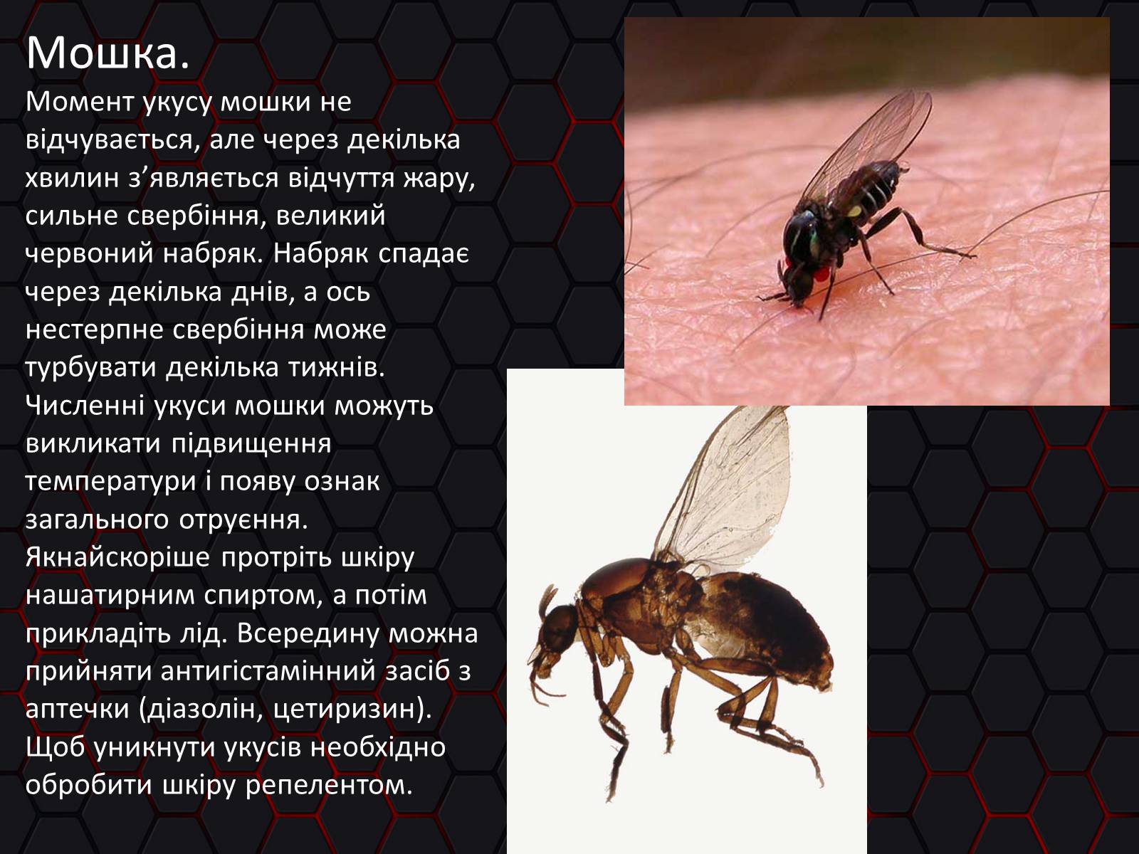 Презентація на тему «Укуси. Сказ» - Слайд #4 Презентація на тему «Укуси. Сказ» - Слайд #4
