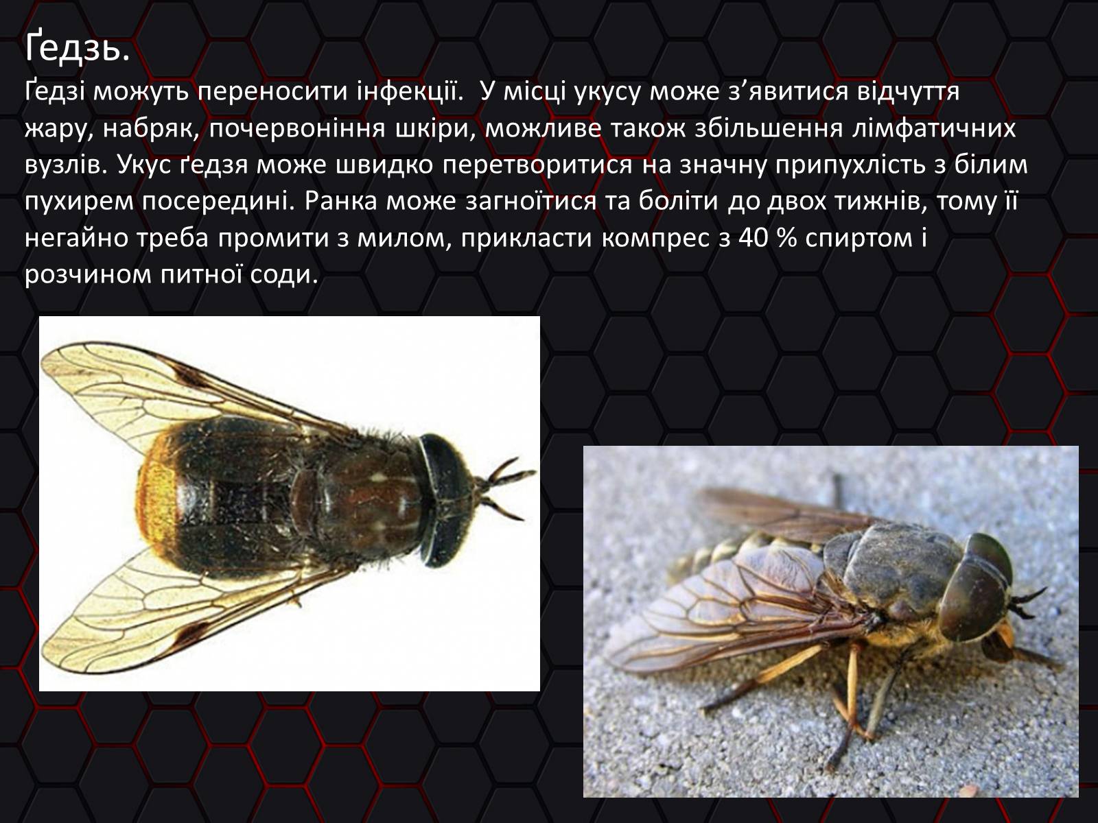 Презентація на тему «Укуси. Сказ» - Слайд #5 Презентація на тему «Укуси. Сказ» - Слайд #5