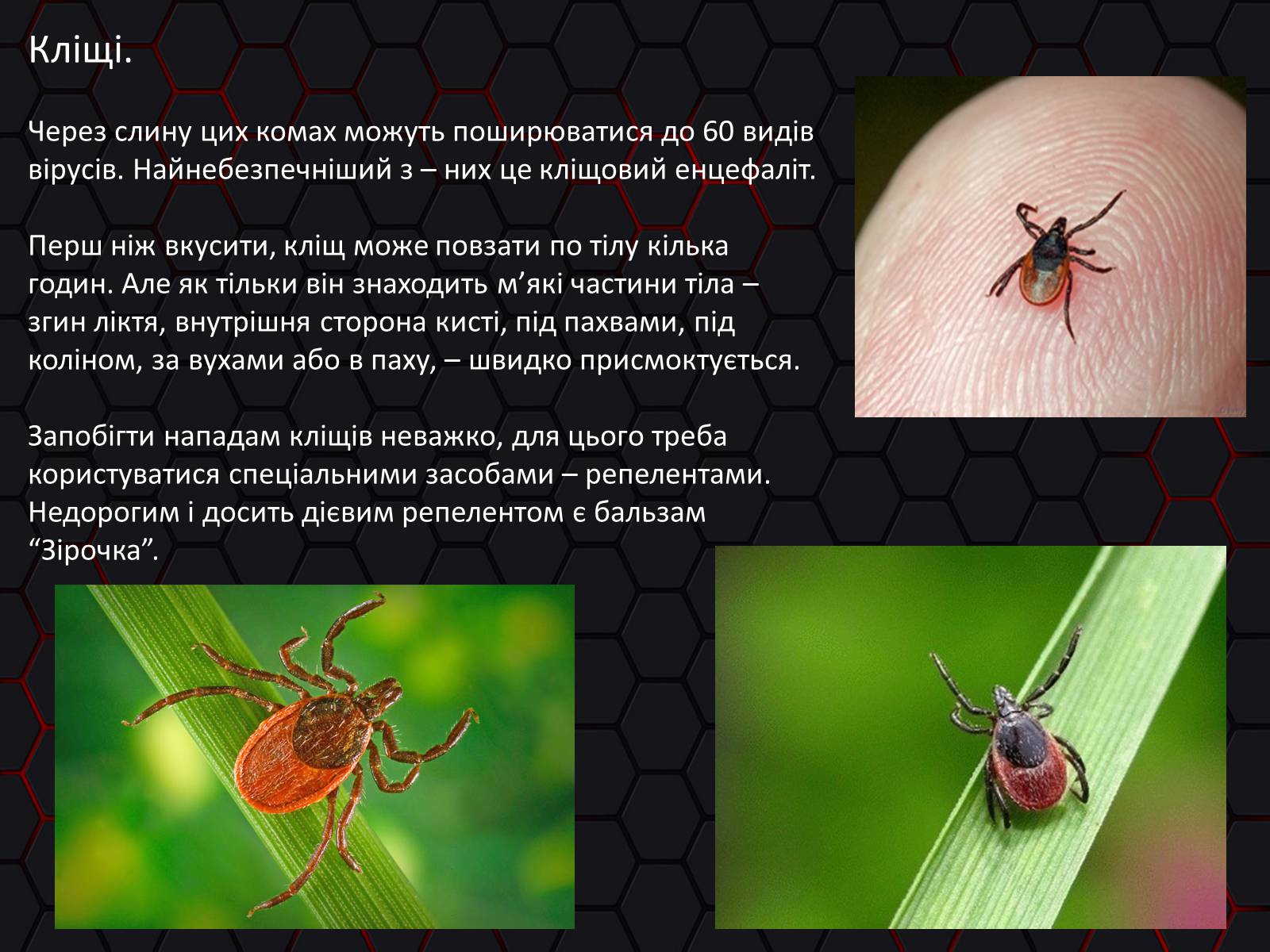 Презентація на тему «Укуси. Сказ» - Слайд #9 Презентація на тему «Укуси. Сказ» - Слайд #9