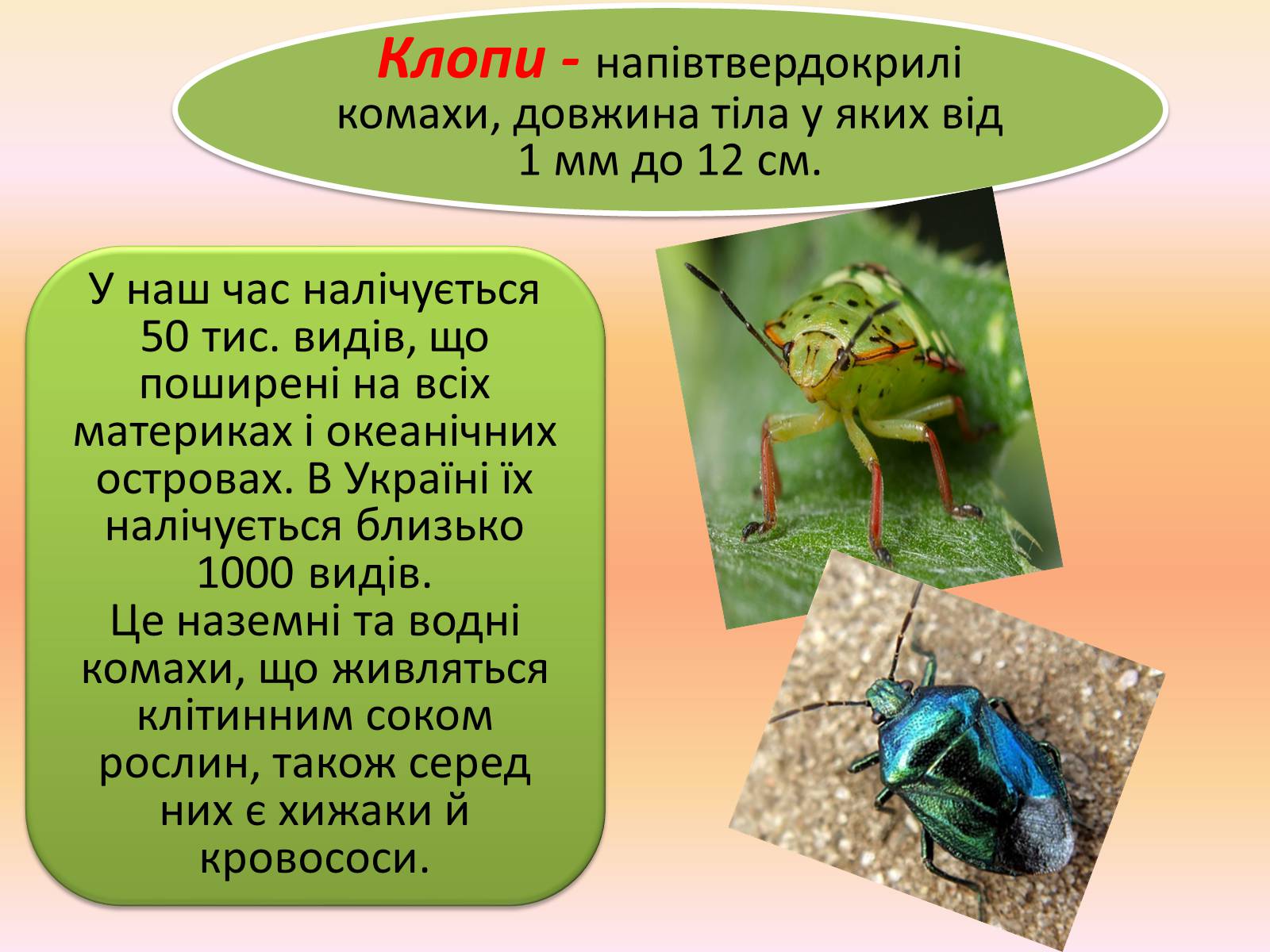 Презентація на тему «Клопи» - Слайд #1 Презентація на тему «Клопи» - Слайд #1