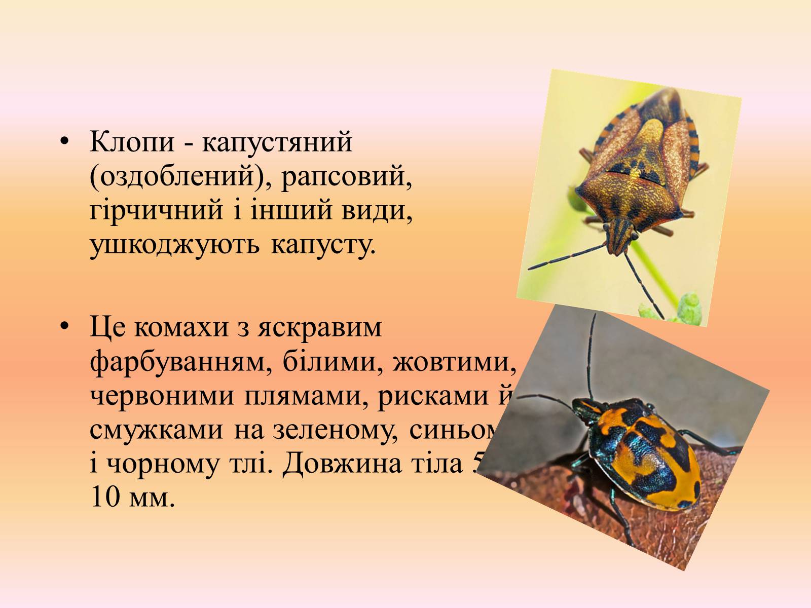 Презентація на тему «Клопи» - Слайд #10 Презентація на тему «Клопи» - Слайд #10