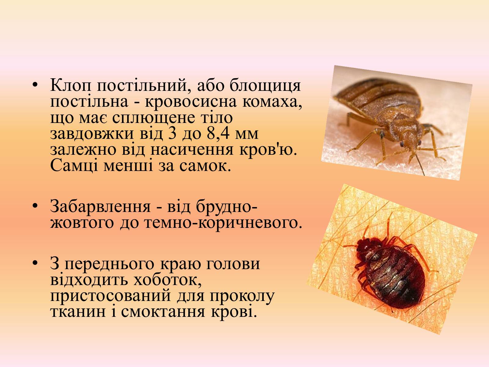 Презентація на тему «Клопи» - Слайд #11 Презентація на тему «Клопи» - Слайд #11