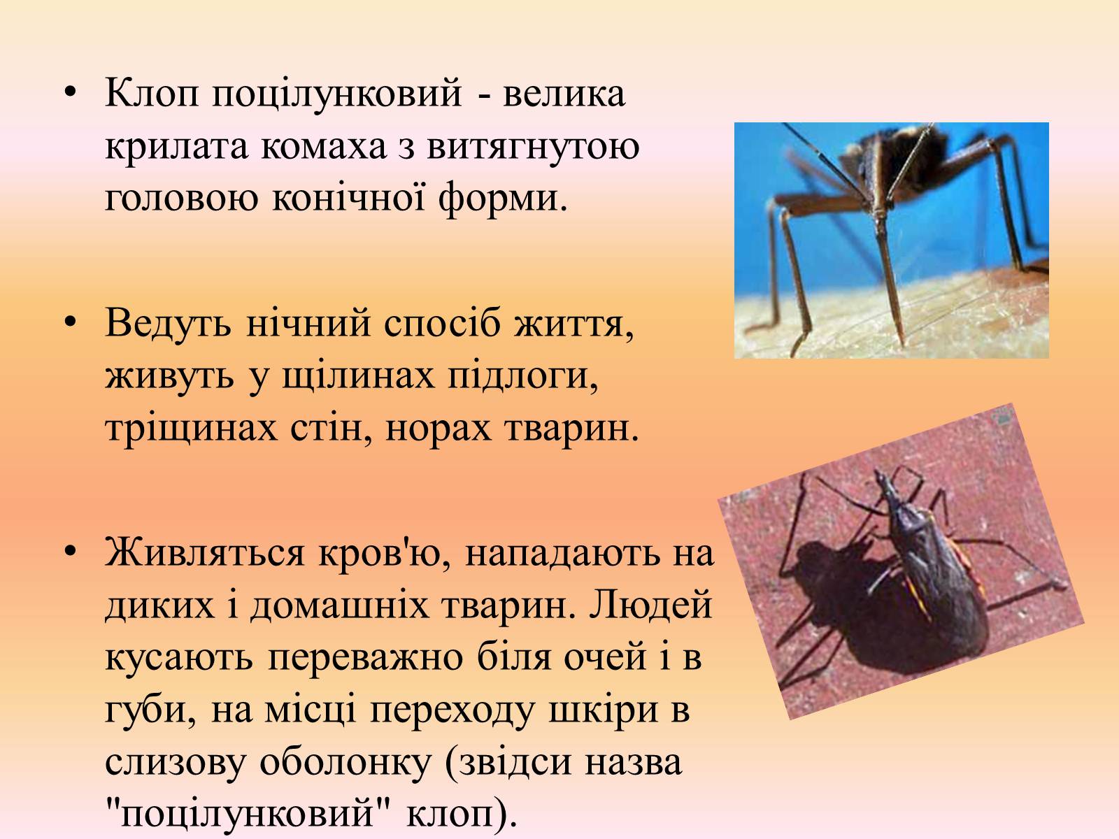 Презентація на тему «Клопи» - Слайд #12 Презентація на тему «Клопи» - Слайд #12