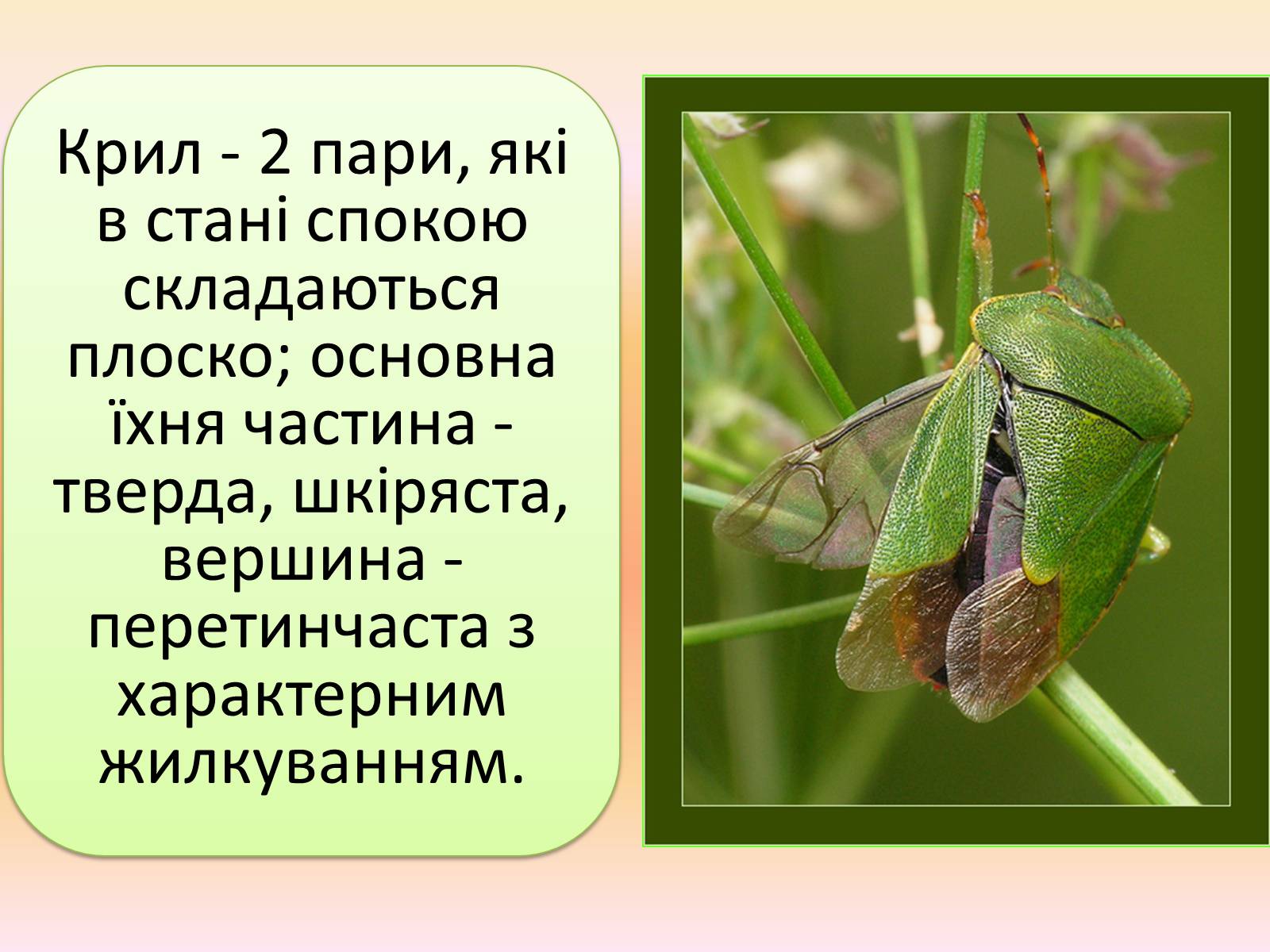 Презентація на тему «Клопи» - Слайд #2 Презентація на тему «Клопи» - Слайд #2