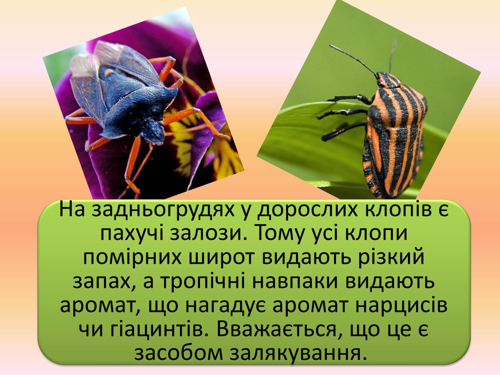 Презентація на тему «Клопи» - Слайд #4 Презентація на тему «Клопи» - Слайд #4