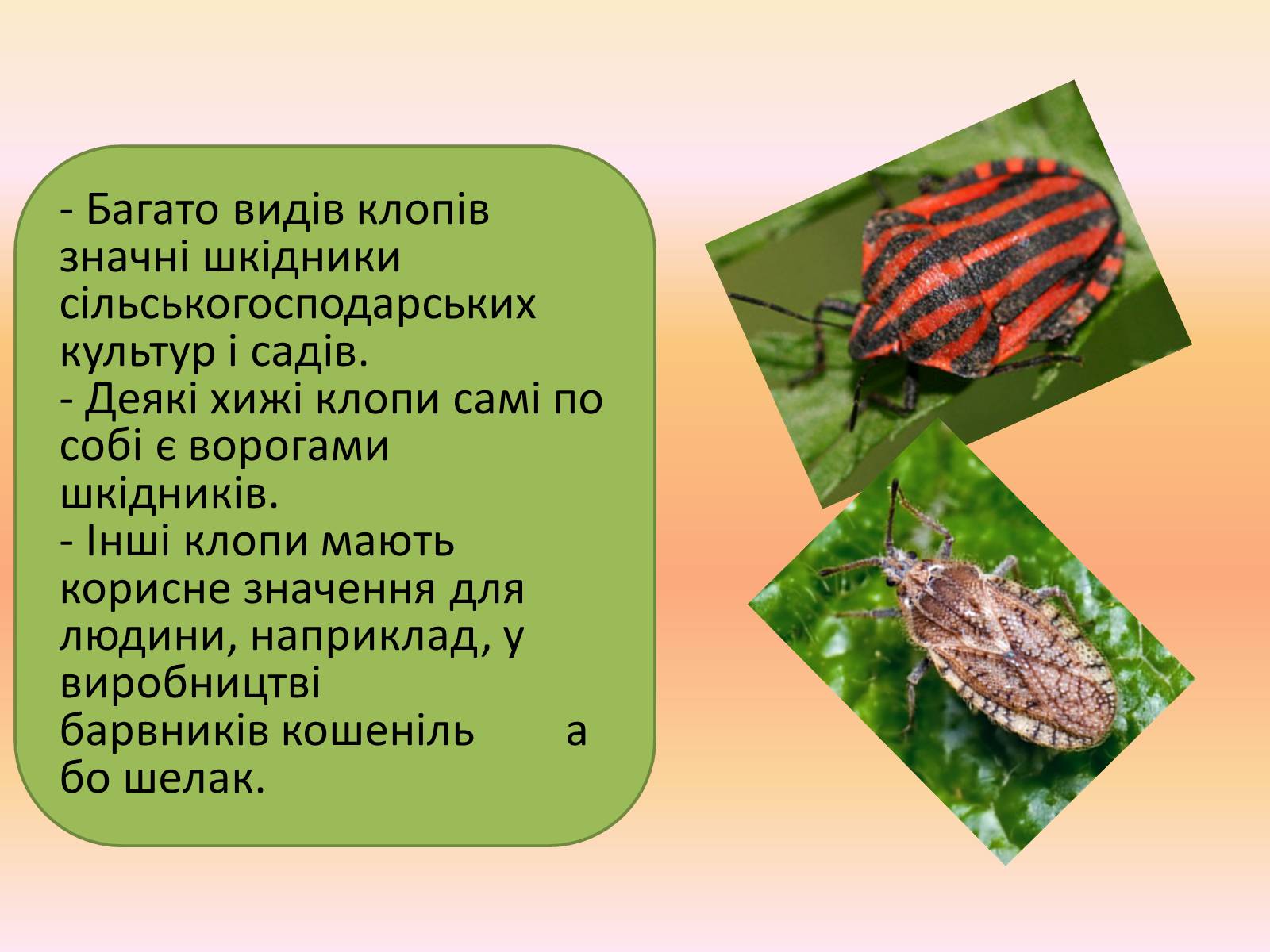 Презентація на тему «Клопи» - Слайд #7 Презентація на тему «Клопи» - Слайд #7