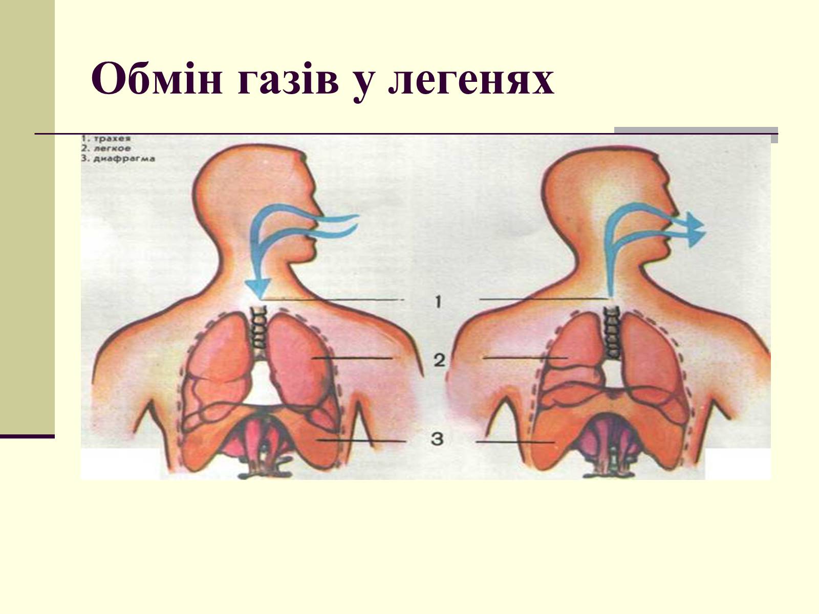 Презентація на тему «Критичні системи організму людини. Дихальна система» - Слайд #11 Презентація на тему «Критичні системи організму людини. Дихальна система» - Слайд #11