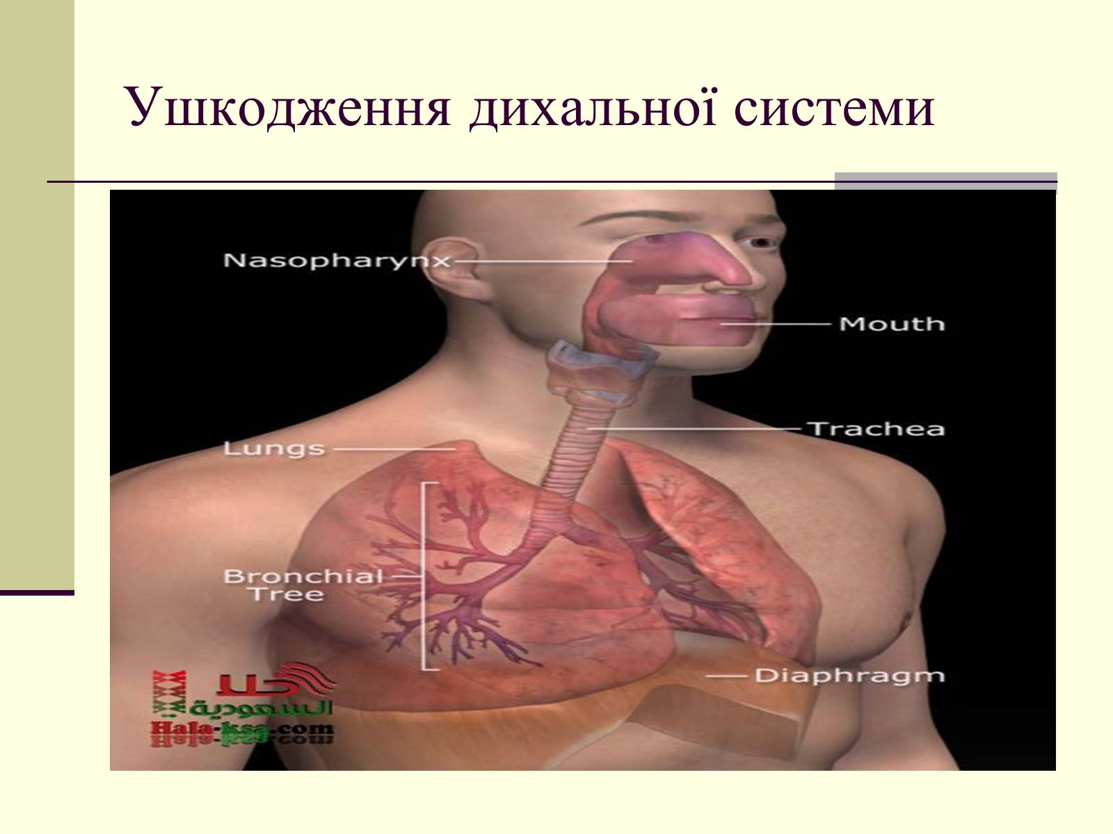 Презентація на тему «Критичні системи організму людини. Дихальна система» - Слайд #12 Презентація на тему «Критичні системи організму людини. Дихальна система» - Слайд #12