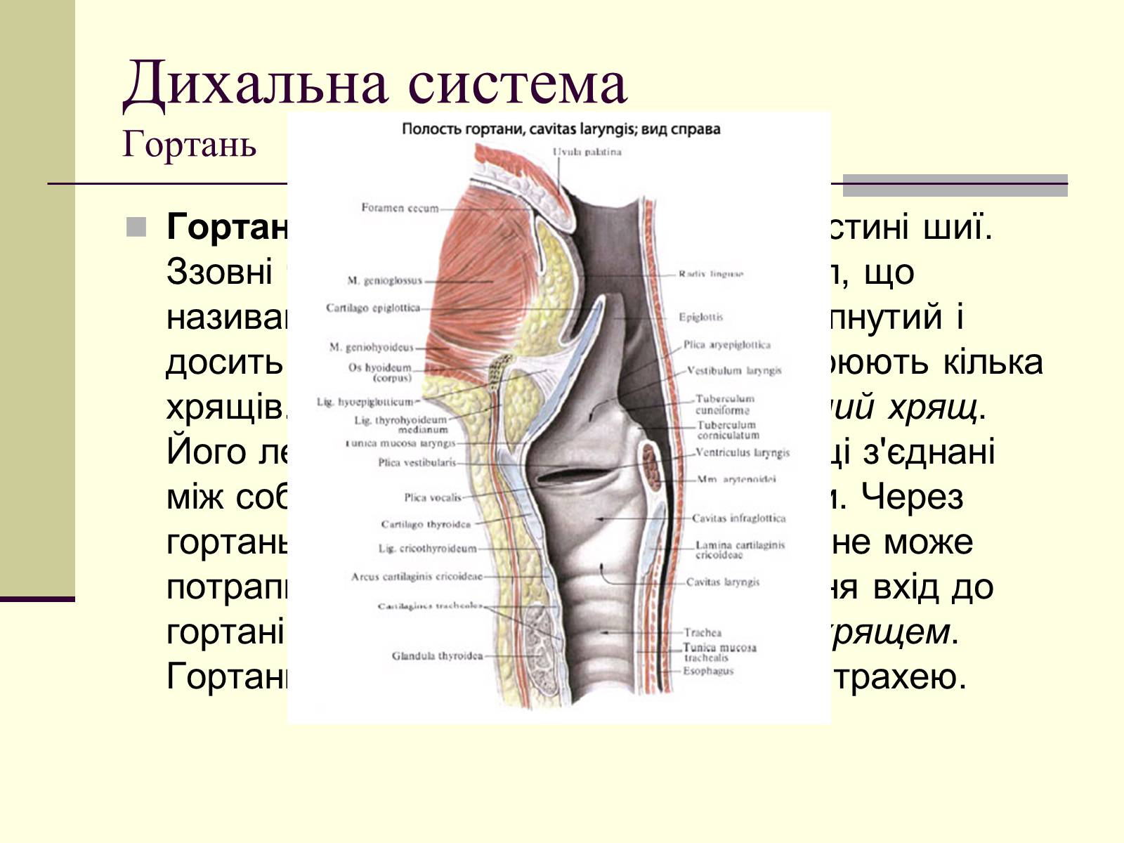 Презентація на тему «Критичні системи організму людини. Дихальна система» - Слайд #7 Презентація на тему «Критичні системи організму людини. Дихальна система» - Слайд #7