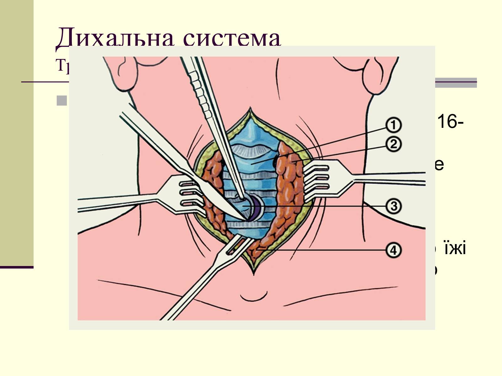 Презентація на тему «Критичні системи організму людини. Дихальна система» - Слайд #8 Презентація на тему «Критичні системи організму людини. Дихальна система» - Слайд #8