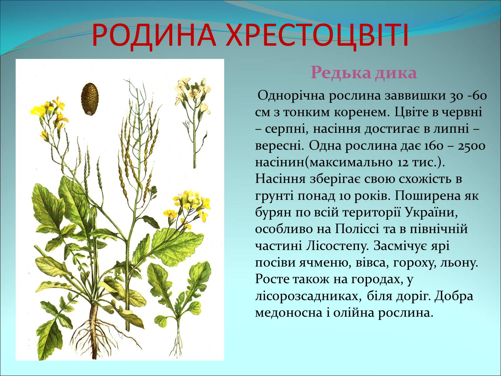 Презентація на тему «Різноманітність покритонасінних рослин» - Слайд #14 Презентація на тему «Різноманітність покритонасінних рослин» - Слайд #14