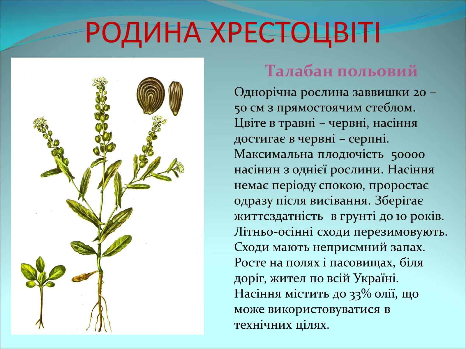 Презентація на тему «Різноманітність покритонасінних рослин» - Слайд #16 Презентація на тему «Різноманітність покритонасінних рослин» - Слайд #16