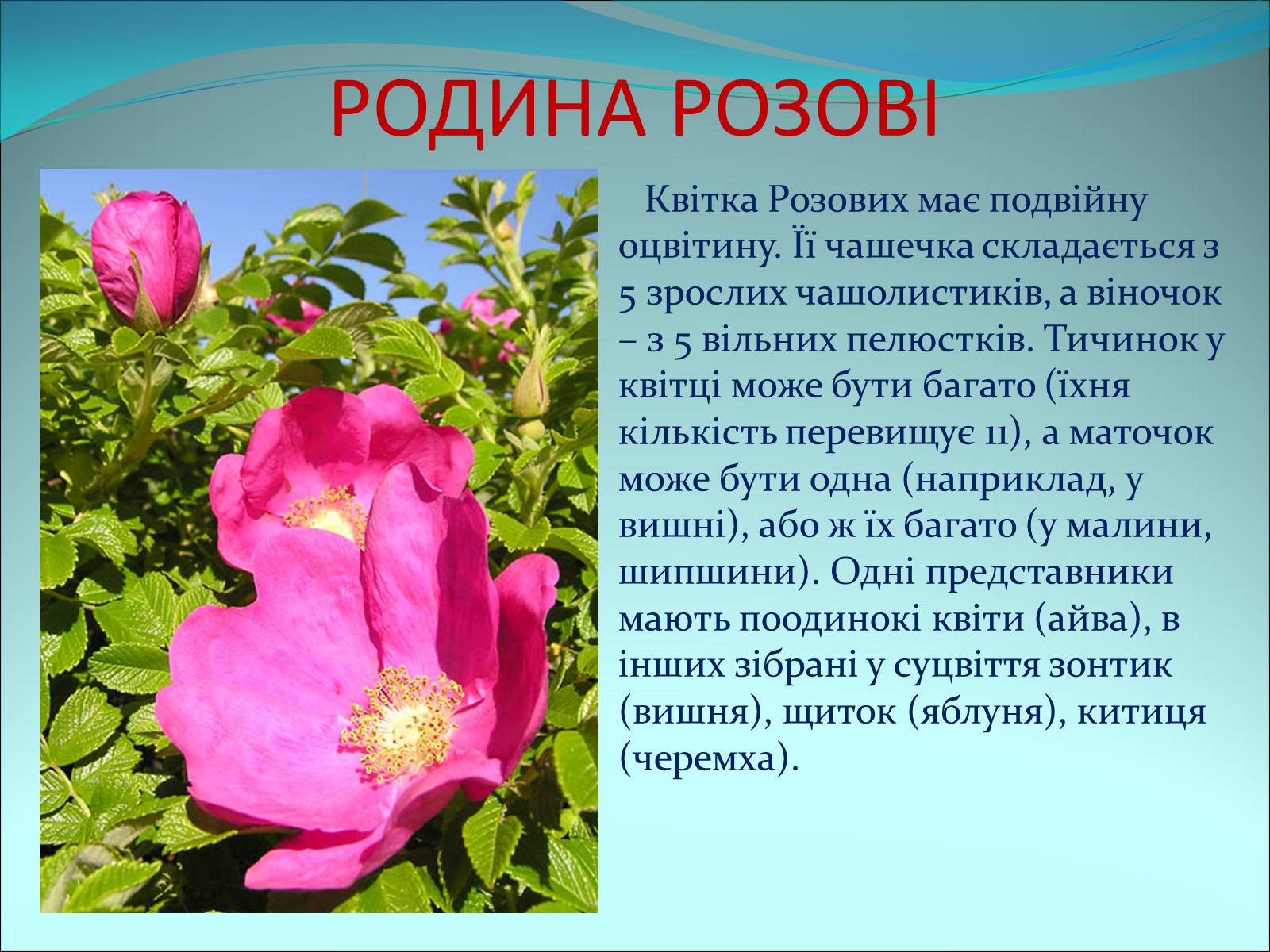 Презентація на тему «Різноманітність покритонасінних рослин» - Слайд #19 Презентація на тему «Різноманітність покритонасінних рослин» - Слайд #19
