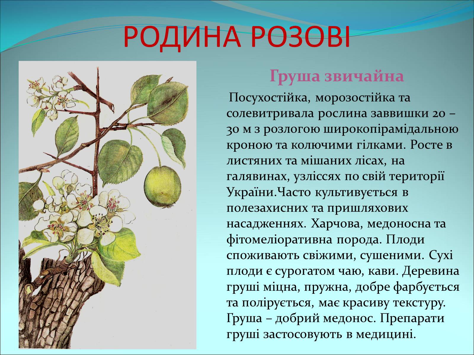 Презентація на тему «Різноманітність покритонасінних рослин» - Слайд #20 Презентація на тему «Різноманітність покритонасінних рослин» - Слайд #20