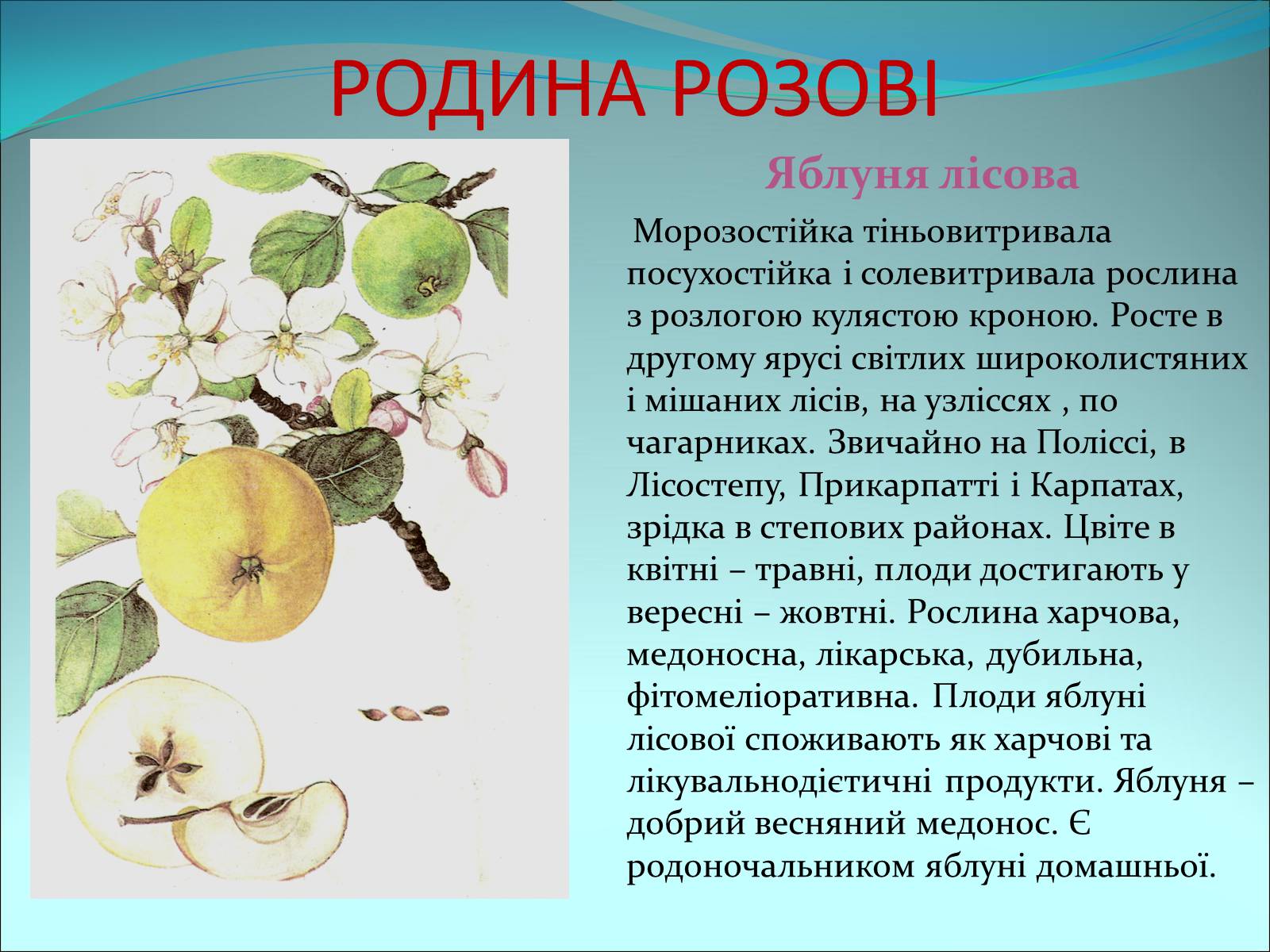 Презентація на тему «Різноманітність покритонасінних рослин» - Слайд #21 Презентація на тему «Різноманітність покритонасінних рослин» - Слайд #21