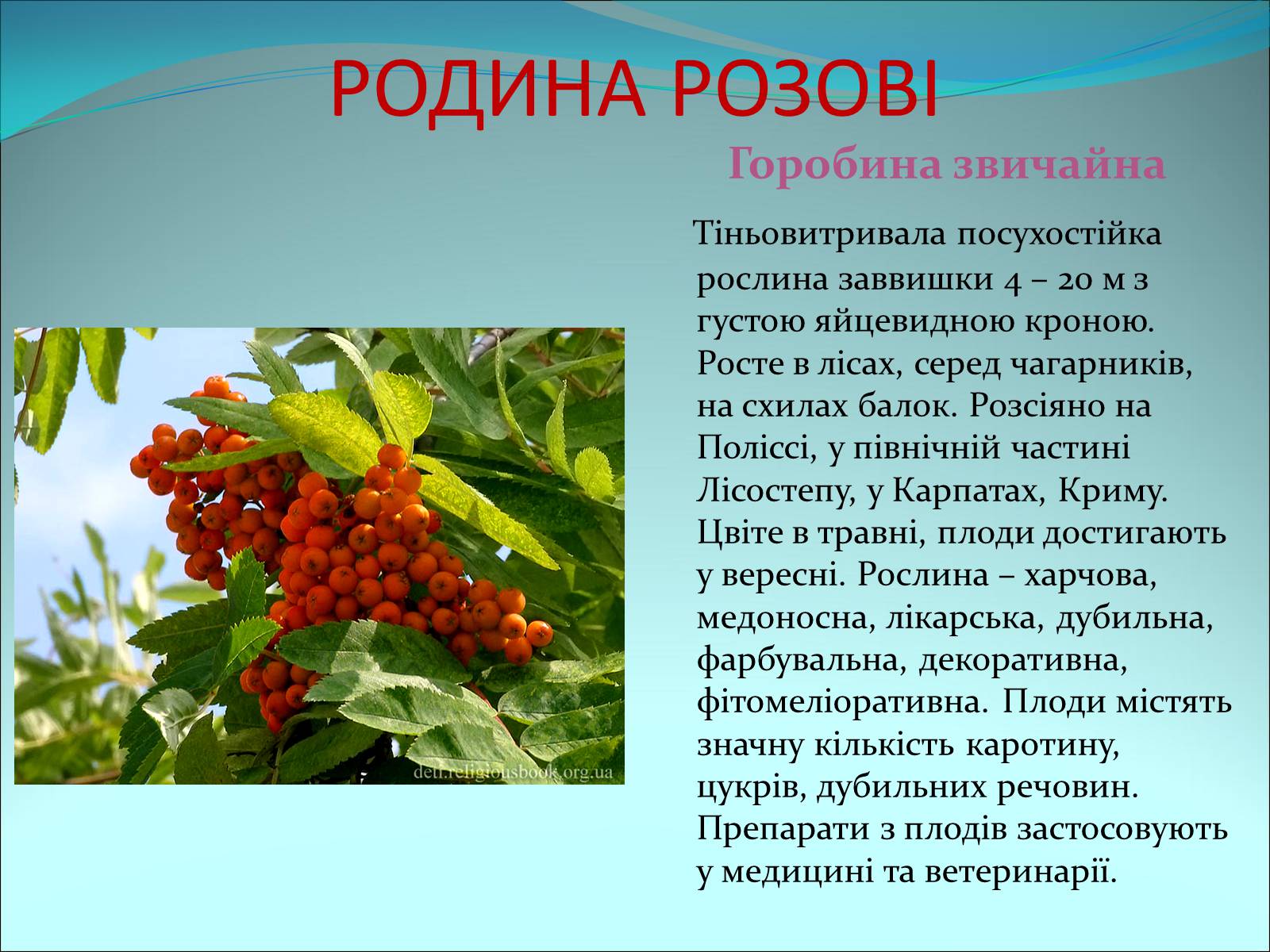 Презентація на тему «Різноманітність покритонасінних рослин» - Слайд #23 Презентація на тему «Різноманітність покритонасінних рослин» - Слайд #23