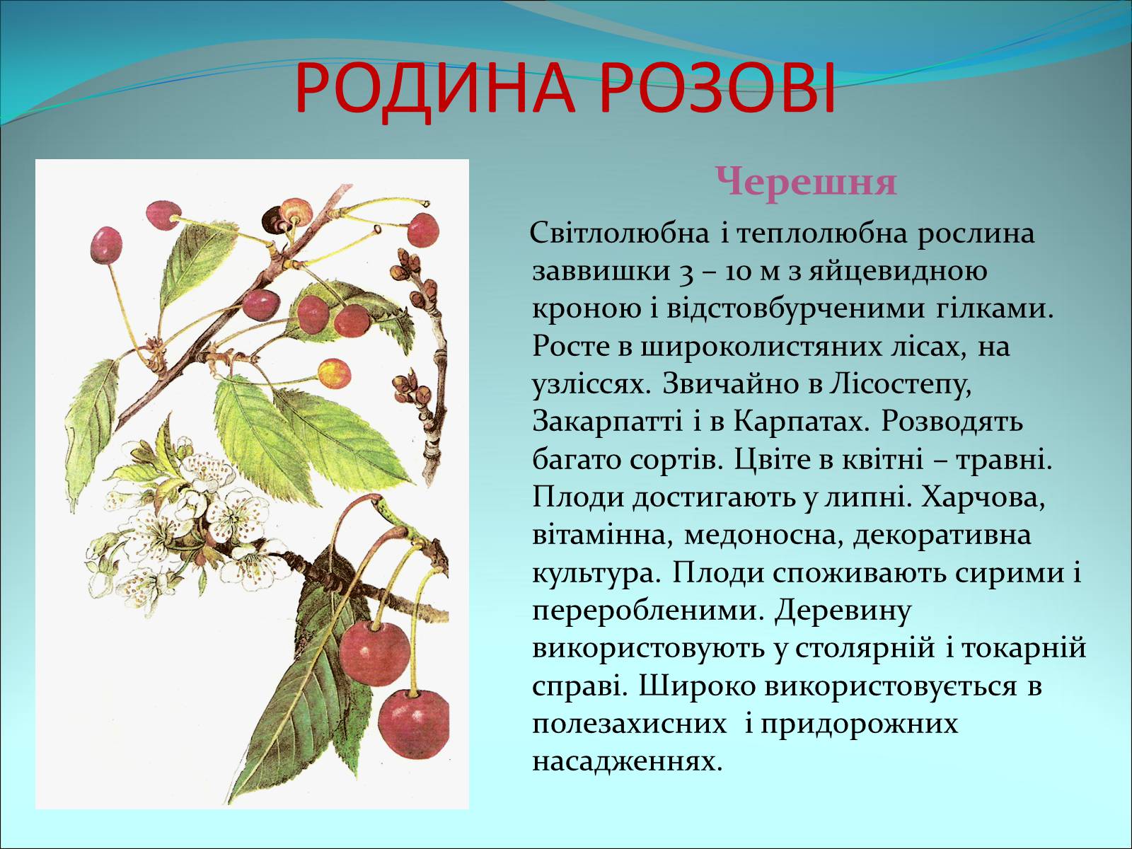Презентація на тему «Різноманітність покритонасінних рослин» - Слайд #24 Презентація на тему «Різноманітність покритонасінних рослин» - Слайд #24