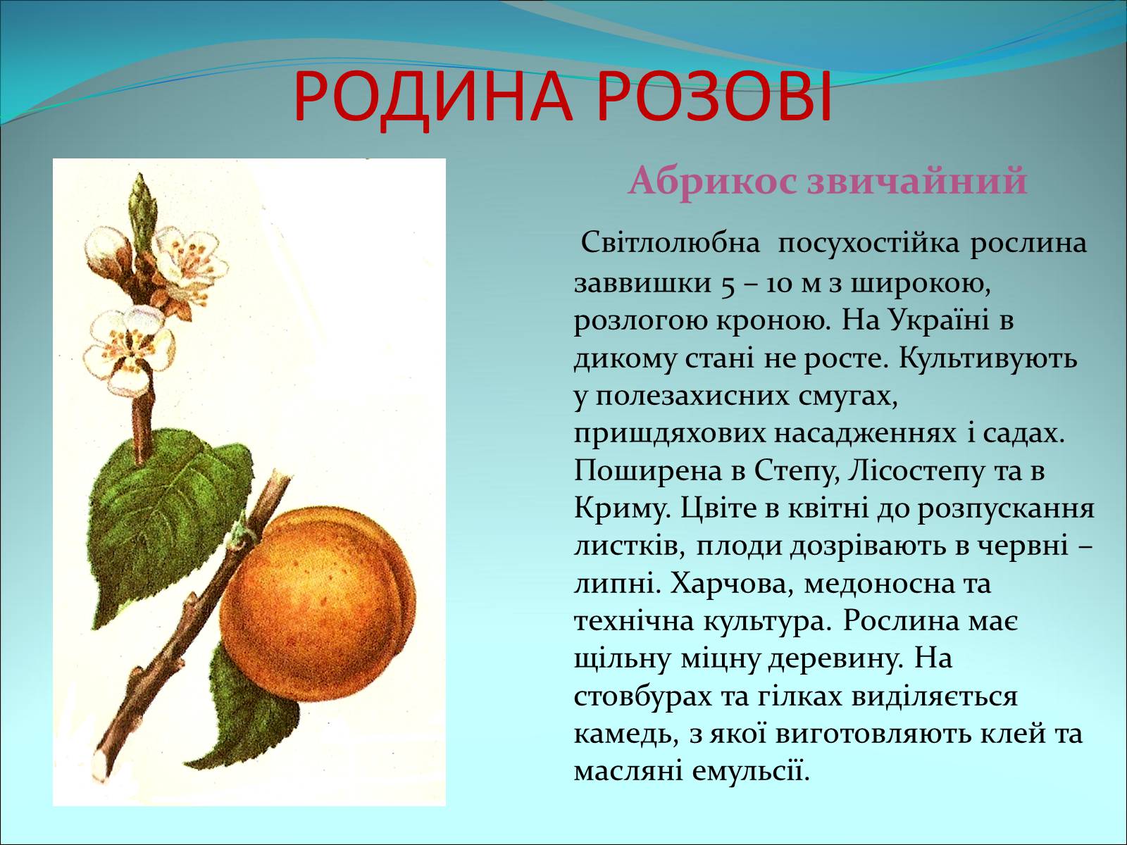 Презентація на тему «Різноманітність покритонасінних рослин» - Слайд #26 Презентація на тему «Різноманітність покритонасінних рослин» - Слайд #26