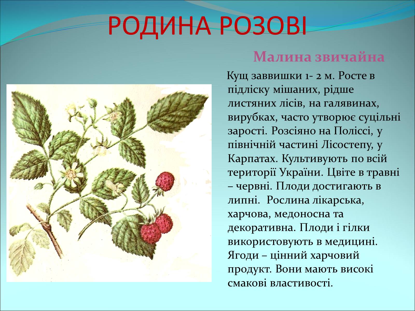 Презентація на тему «Різноманітність покритонасінних рослин» - Слайд #29 Презентація на тему «Різноманітність покритонасінних рослин» - Слайд #29