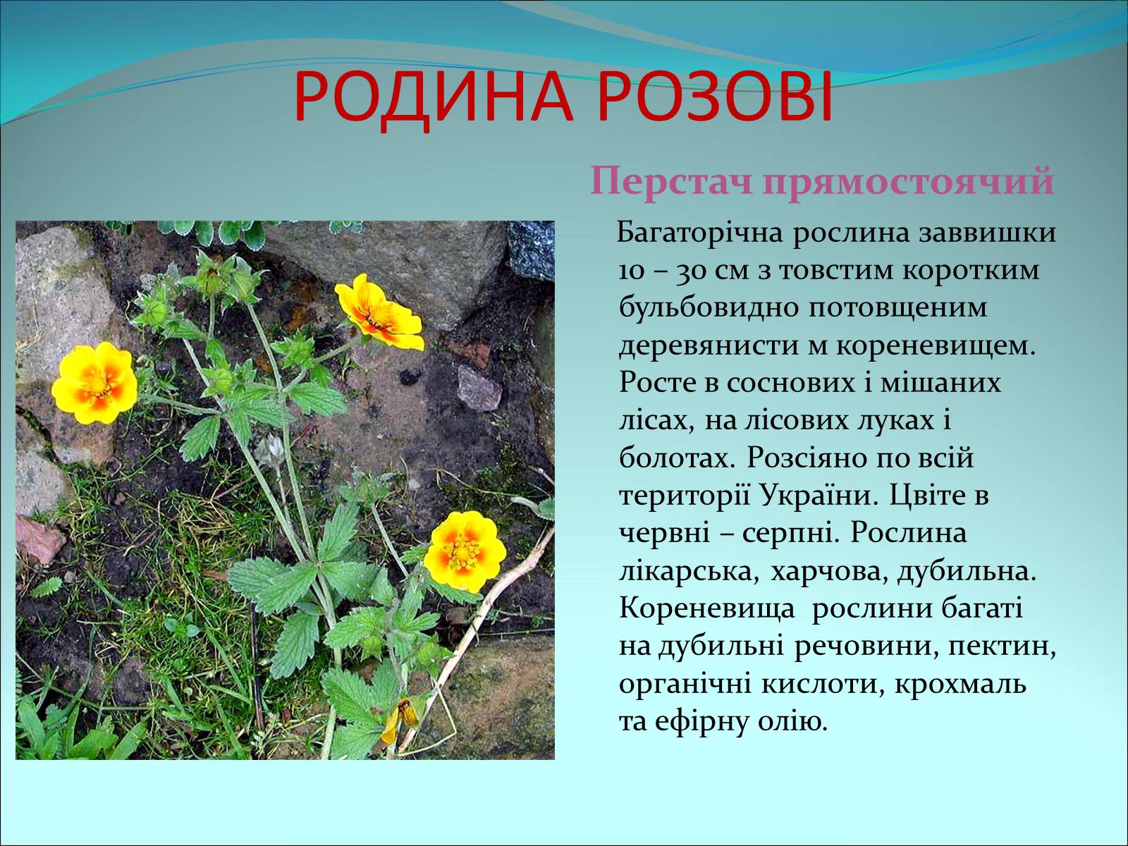 Презентація на тему «Різноманітність покритонасінних рослин» - Слайд #31 Презентація на тему «Різноманітність покритонасінних рослин» - Слайд #31