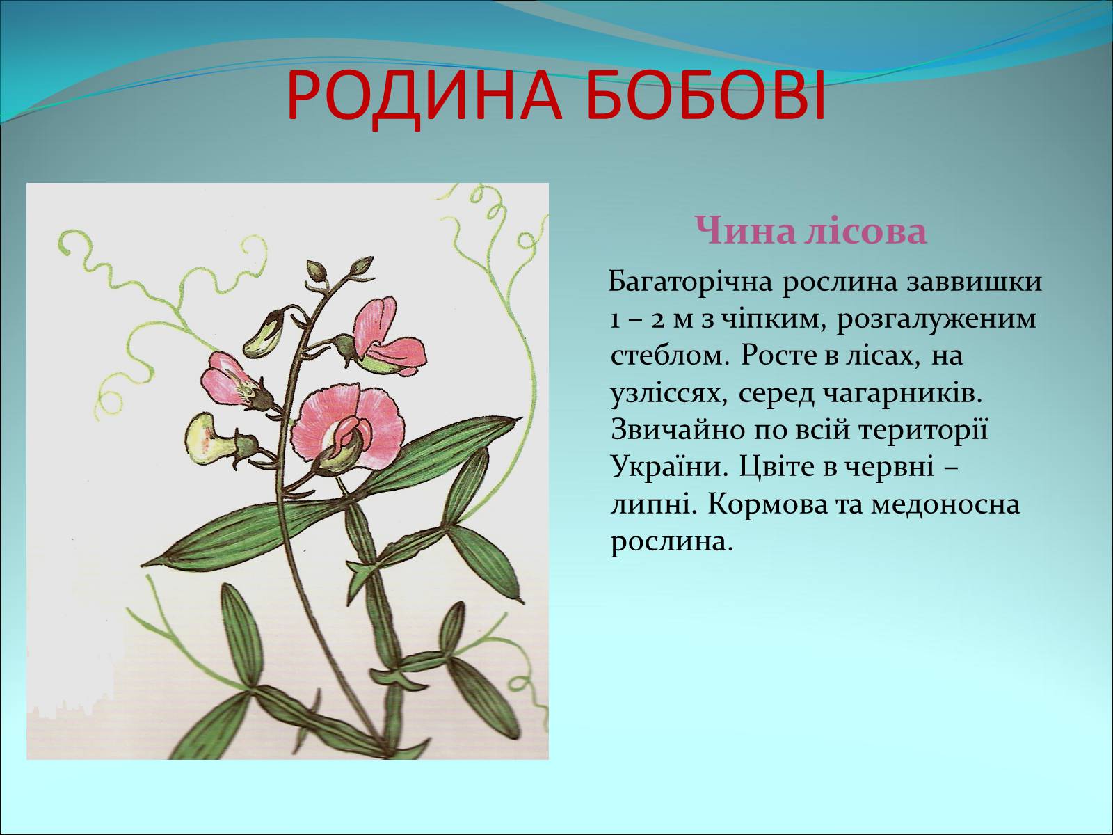 Презентація на тему «Різноманітність покритонасінних рослин» - Слайд #40 Презентація на тему «Різноманітність покритонасінних рослин» - Слайд #40