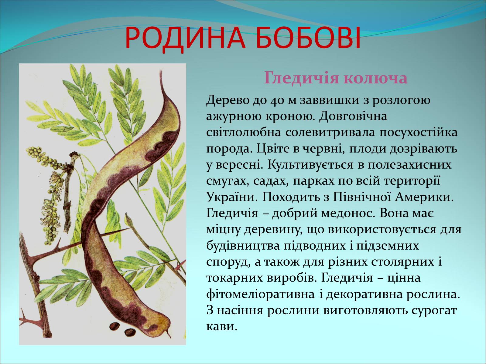 Презентація на тему «Різноманітність покритонасінних рослин» - Слайд #42 Презентація на тему «Різноманітність покритонасінних рослин» - Слайд #42