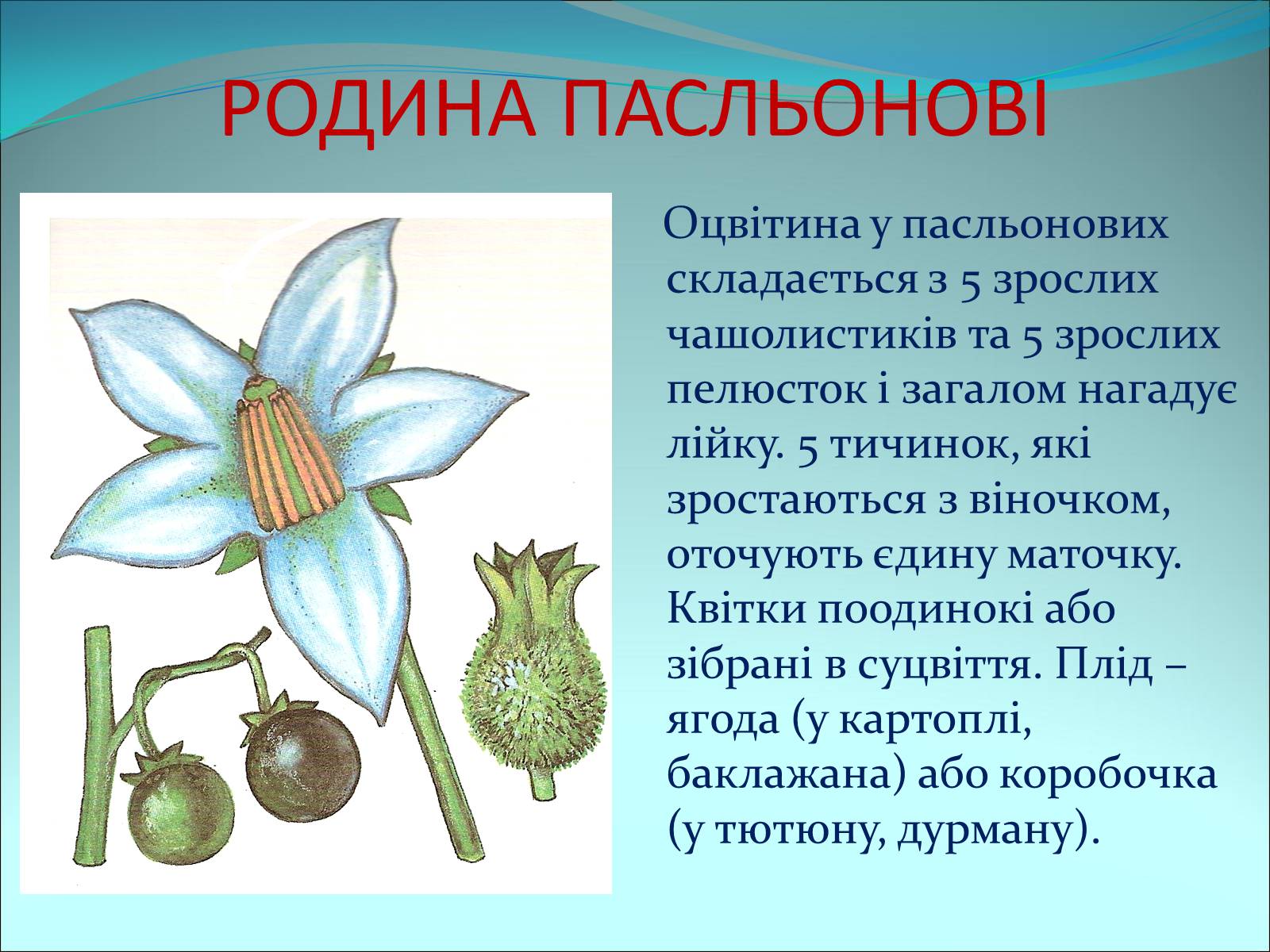 Презентація на тему «Різноманітність покритонасінних рослин» - Слайд #46 Презентація на тему «Різноманітність покритонасінних рослин» - Слайд #46