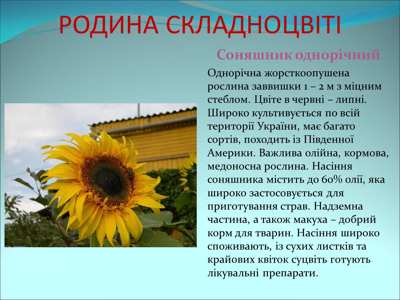Презентація на тему «Різноманітність покритонасінних рослин» - Слайд #56 Презентація на тему «Різноманітність покритонасінних рослин» - Слайд #56