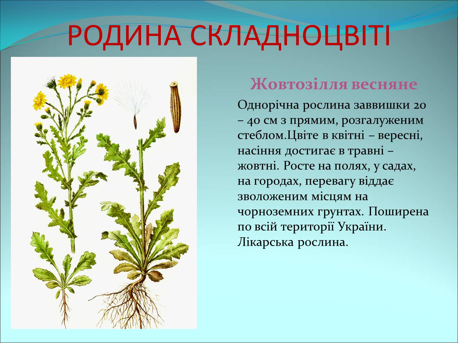 Презентація на тему «Різноманітність покритонасінних рослин» - Слайд #62 Презентація на тему «Різноманітність покритонасінних рослин» - Слайд #62