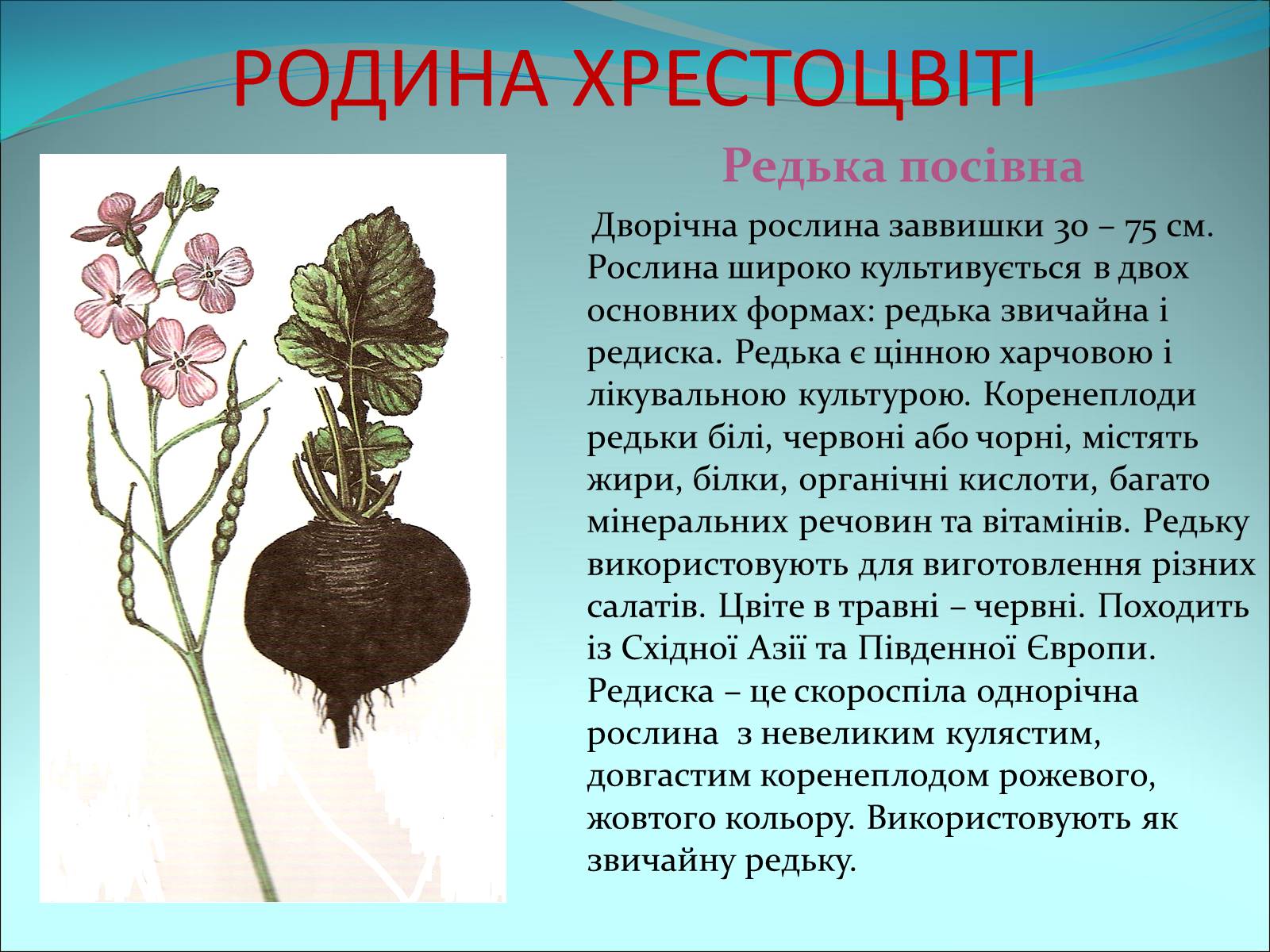 Презентація на тему «Різноманітність покритонасінних рослин» - Слайд #7 Презентація на тему «Різноманітність покритонасінних рослин» - Слайд #7