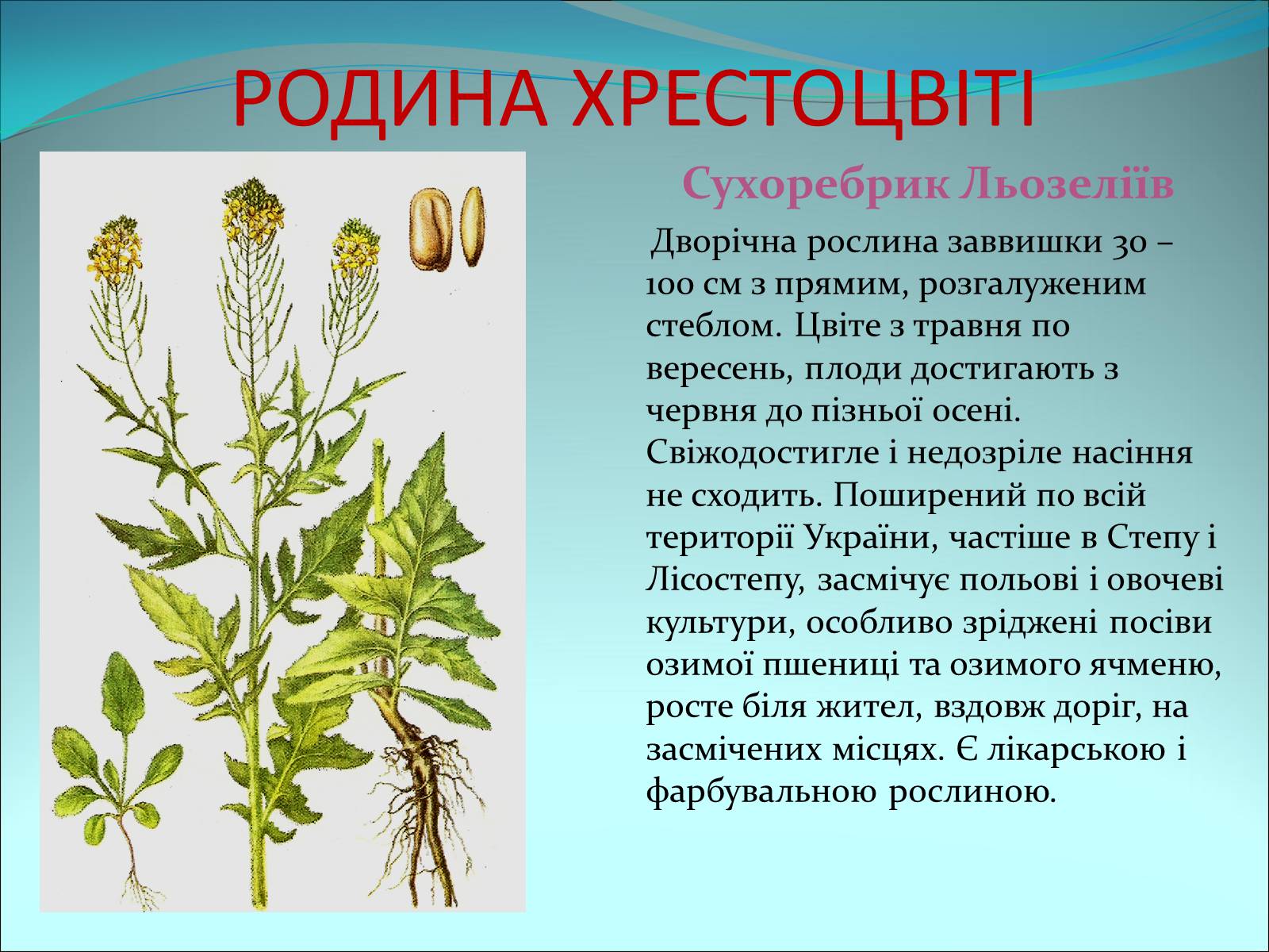 Презентація на тему «Різноманітність покритонасінних рослин» - Слайд #9 Презентація на тему «Різноманітність покритонасінних рослин» - Слайд #9