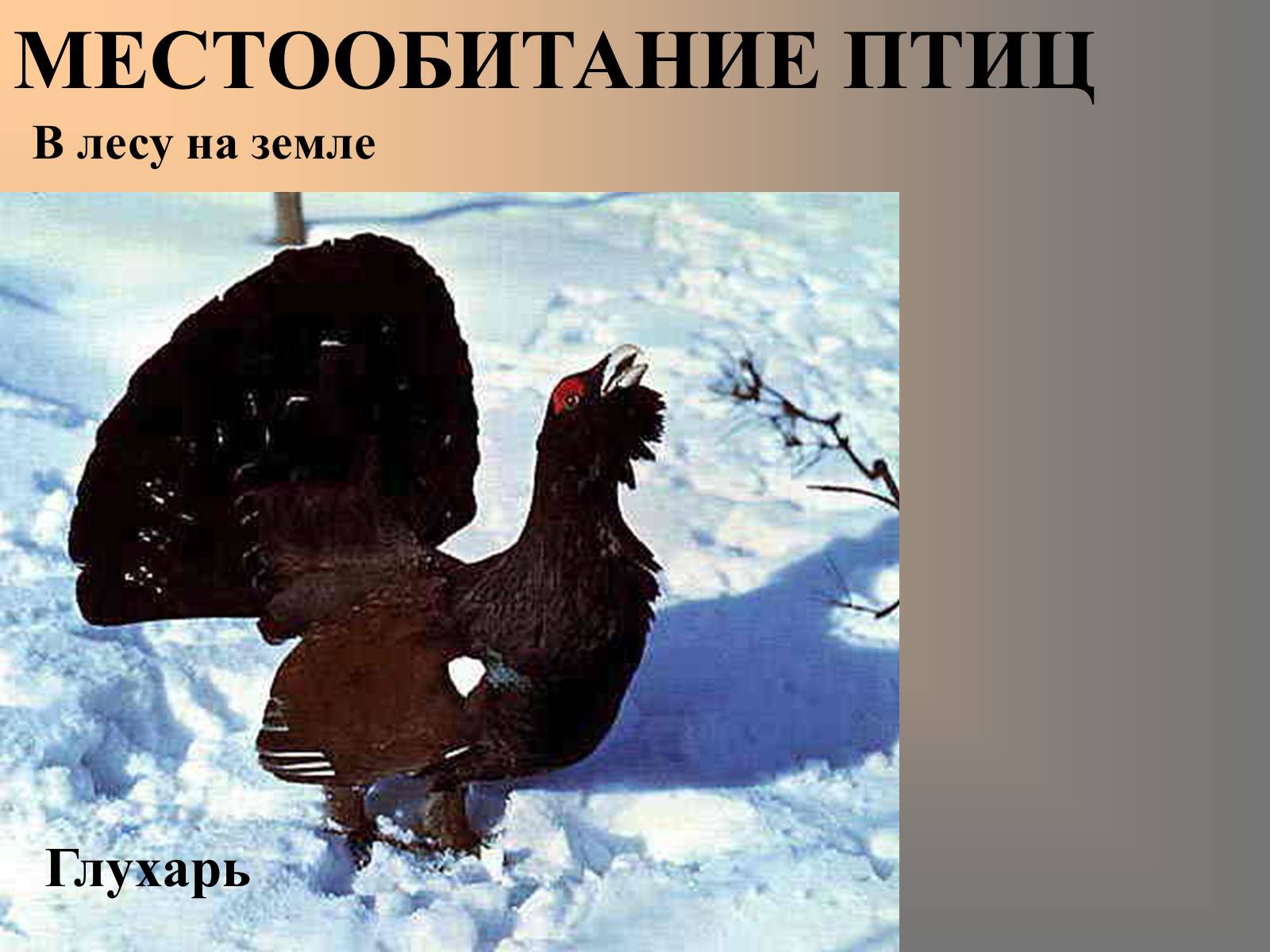 Презентація на тему «Птицы» (варіант 2) - Слайд #10 Презентація на тему «Птицы» (варіант 2) - Слайд #10