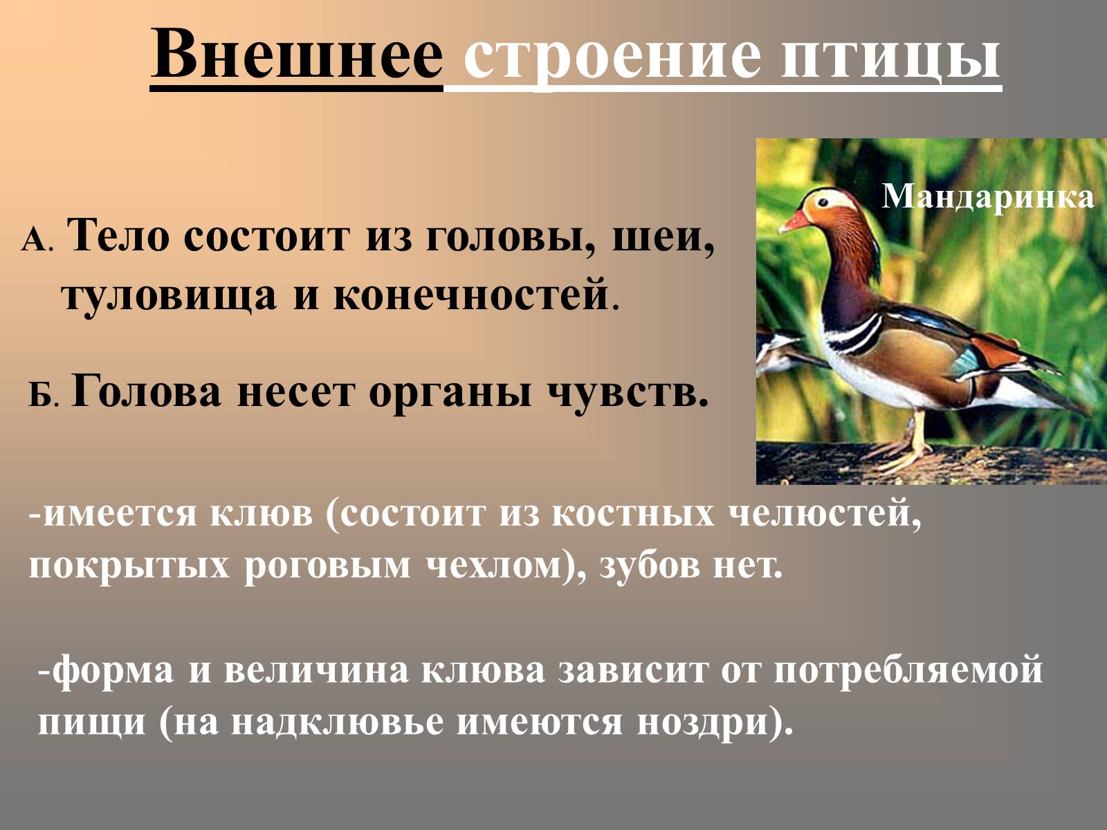 Презентація на тему «Птицы» (варіант 2) - Слайд #13 Презентація на тему «Птицы» (варіант 2) - Слайд #13