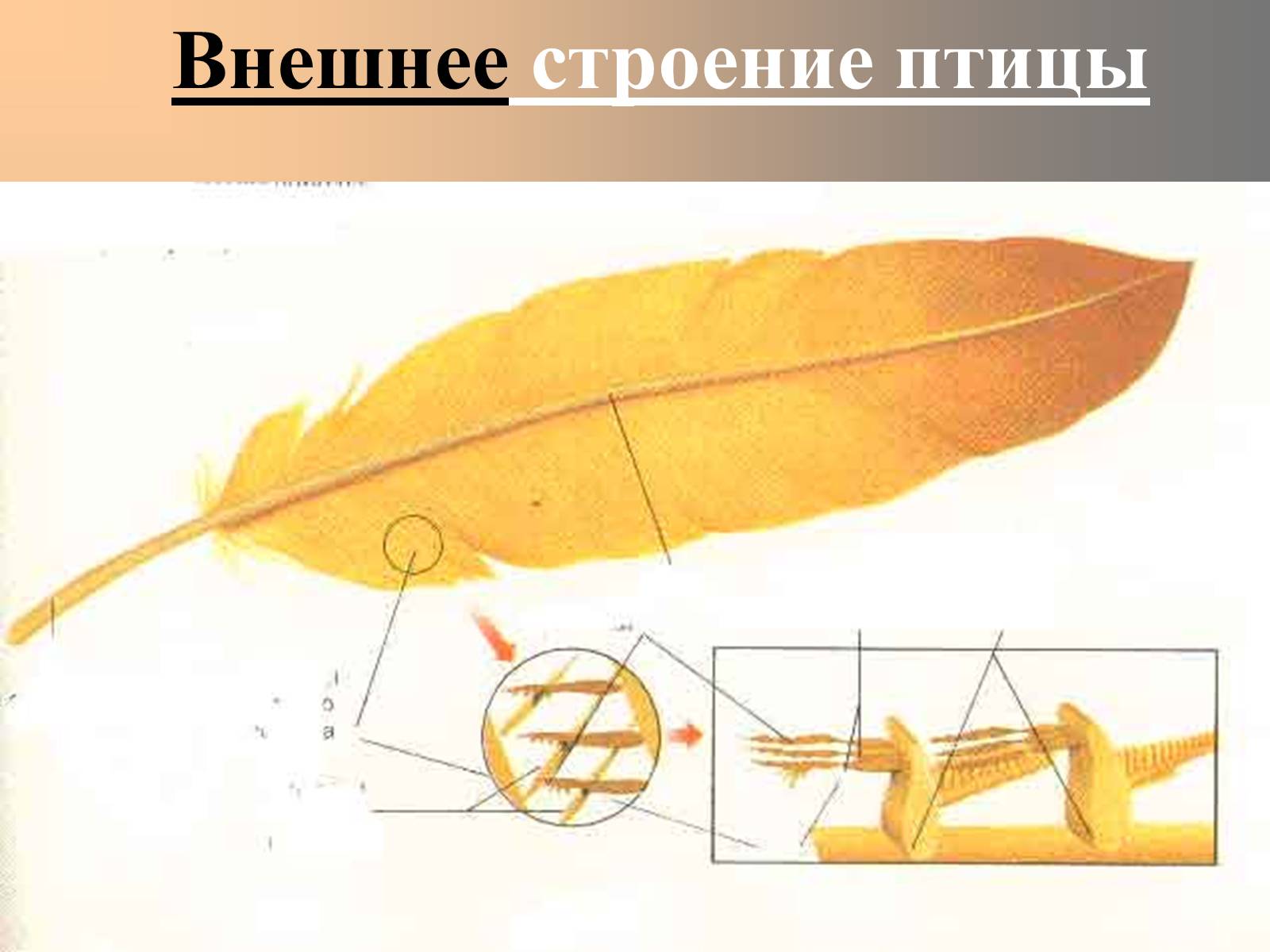 Презентація на тему «Птицы» (варіант 2) - Слайд #24 Презентація на тему «Птицы» (варіант 2) - Слайд #24