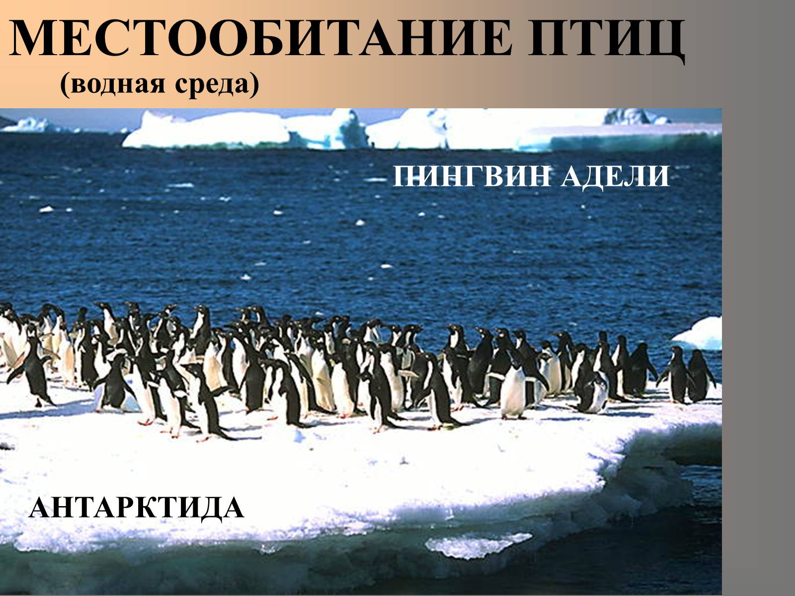 Презентація на тему «Птицы» (варіант 2) - Слайд #3 Презентація на тему «Птицы» (варіант 2) - Слайд #3