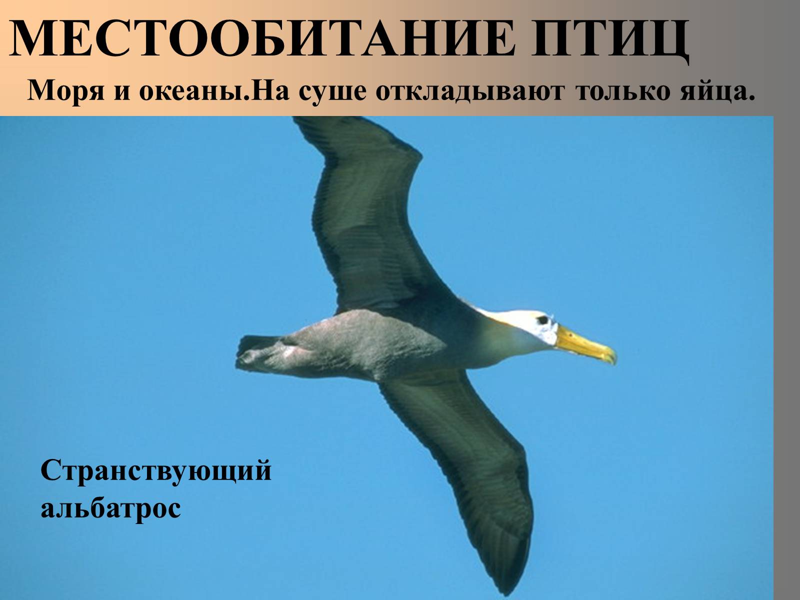 Презентація на тему «Птицы» (варіант 2) - Слайд #4 Презентація на тему «Птицы» (варіант 2) - Слайд #4
