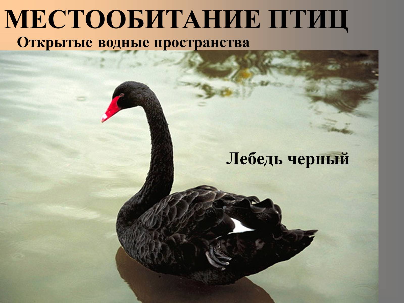 Презентація на тему «Птицы» (варіант 2) - Слайд #6 Презентація на тему «Птицы» (варіант 2) - Слайд #6